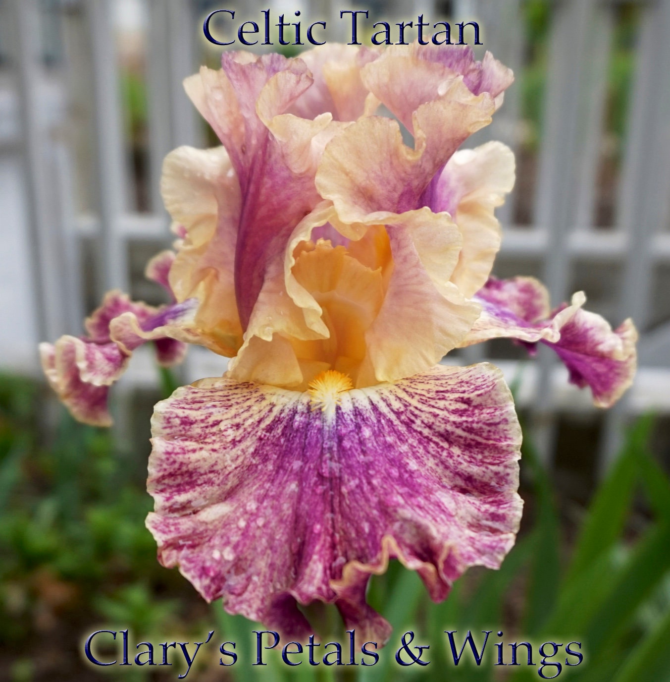 CELTIC TARTAN - 2015 - TB