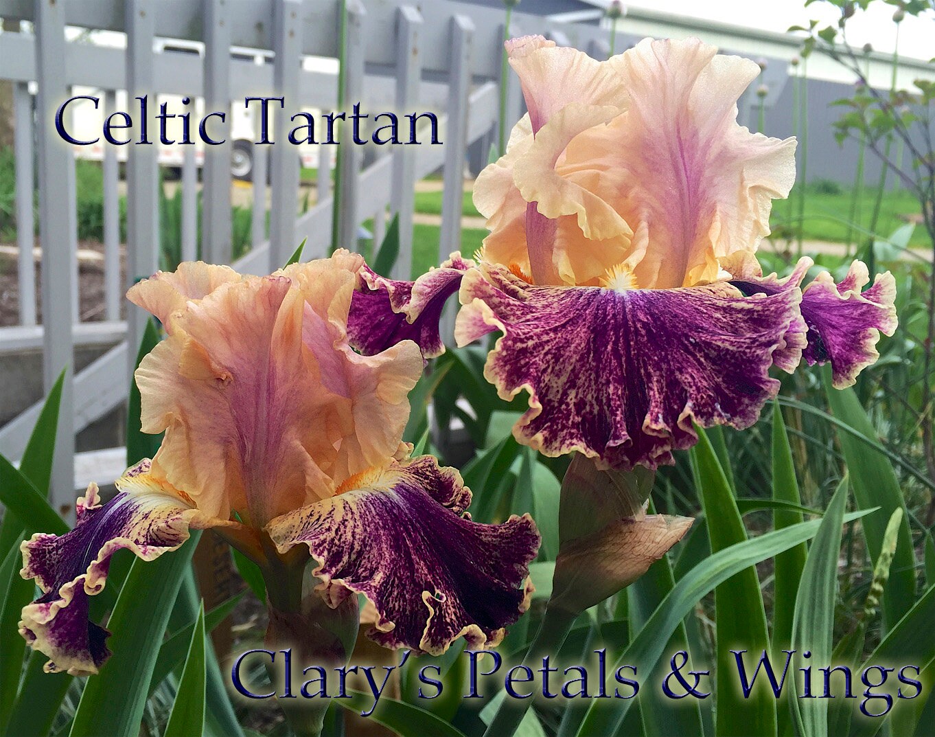 CELTIC TARTAN - 2015 - TB