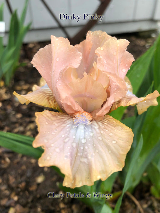 DINKY PINKY - 2016 - SDB - Reblooming