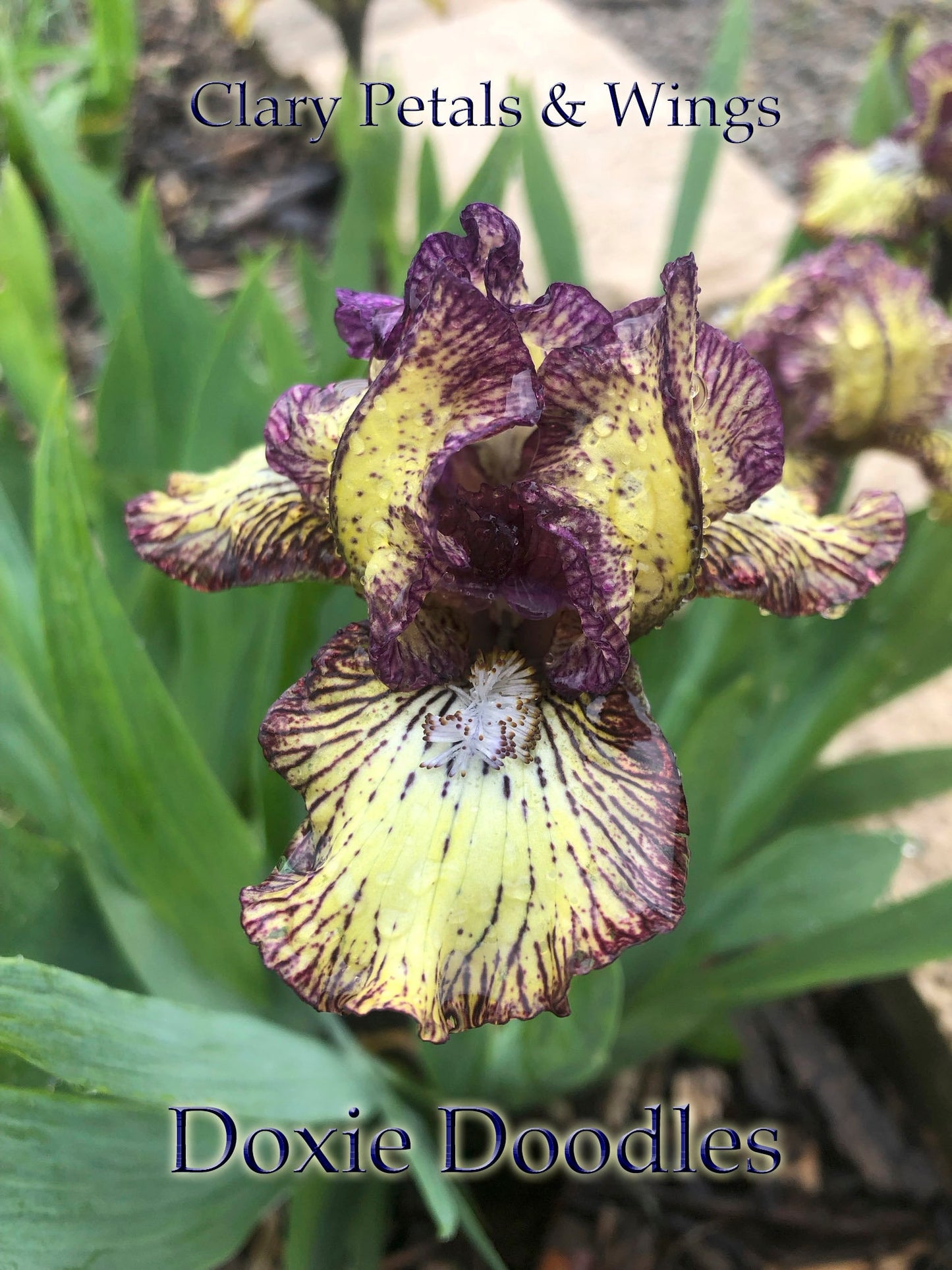 DOXIE DOODLES - 2011 - SDB - Fragrant