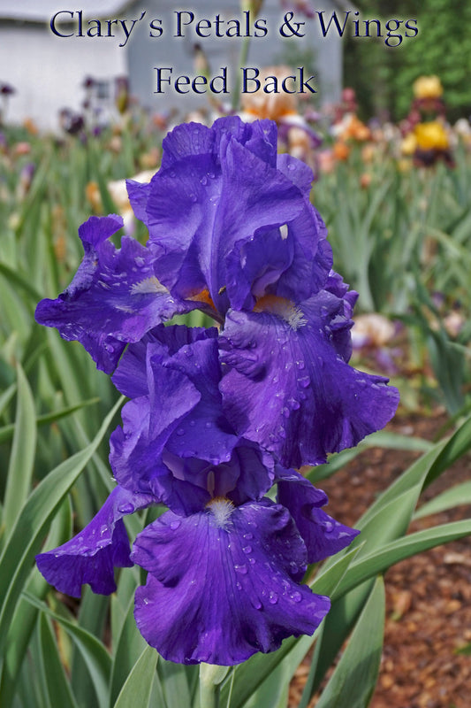 FEED BACK - 1983 - TB - Reblooming & Fragrant