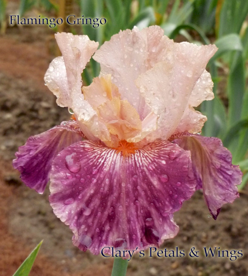 FLAMINGO GRINGO - 2008 - TB