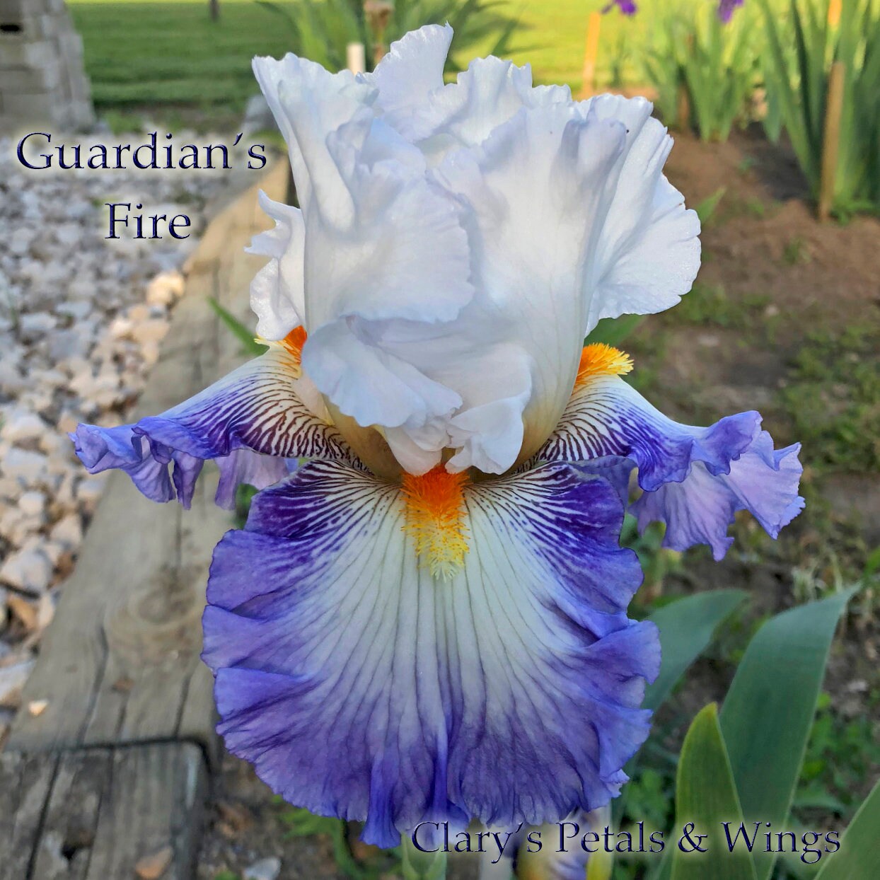 GUARDIAN'S FIRE-2016-Fragrant