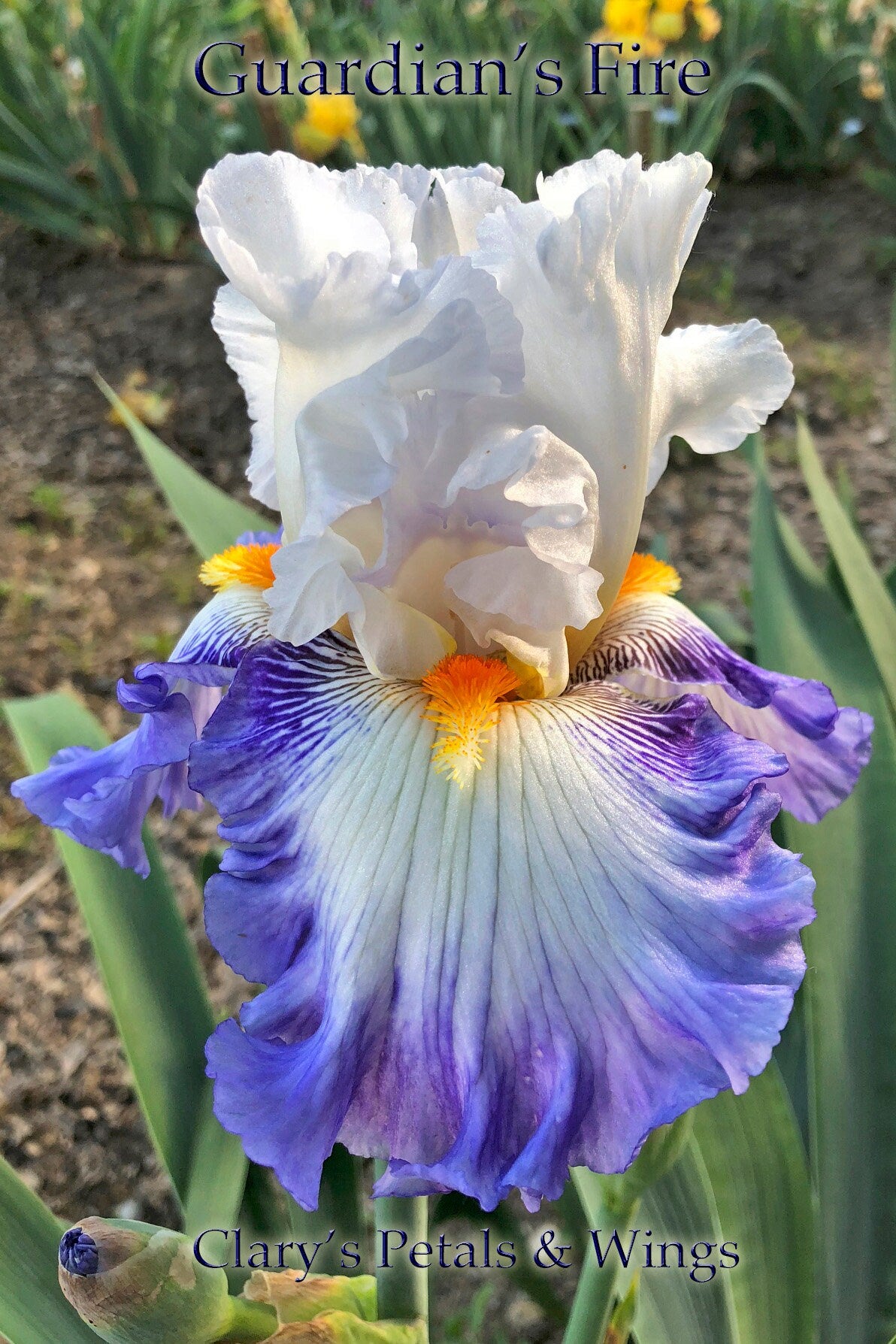 GUARDIAN'S FIRE-2016-Fragrant