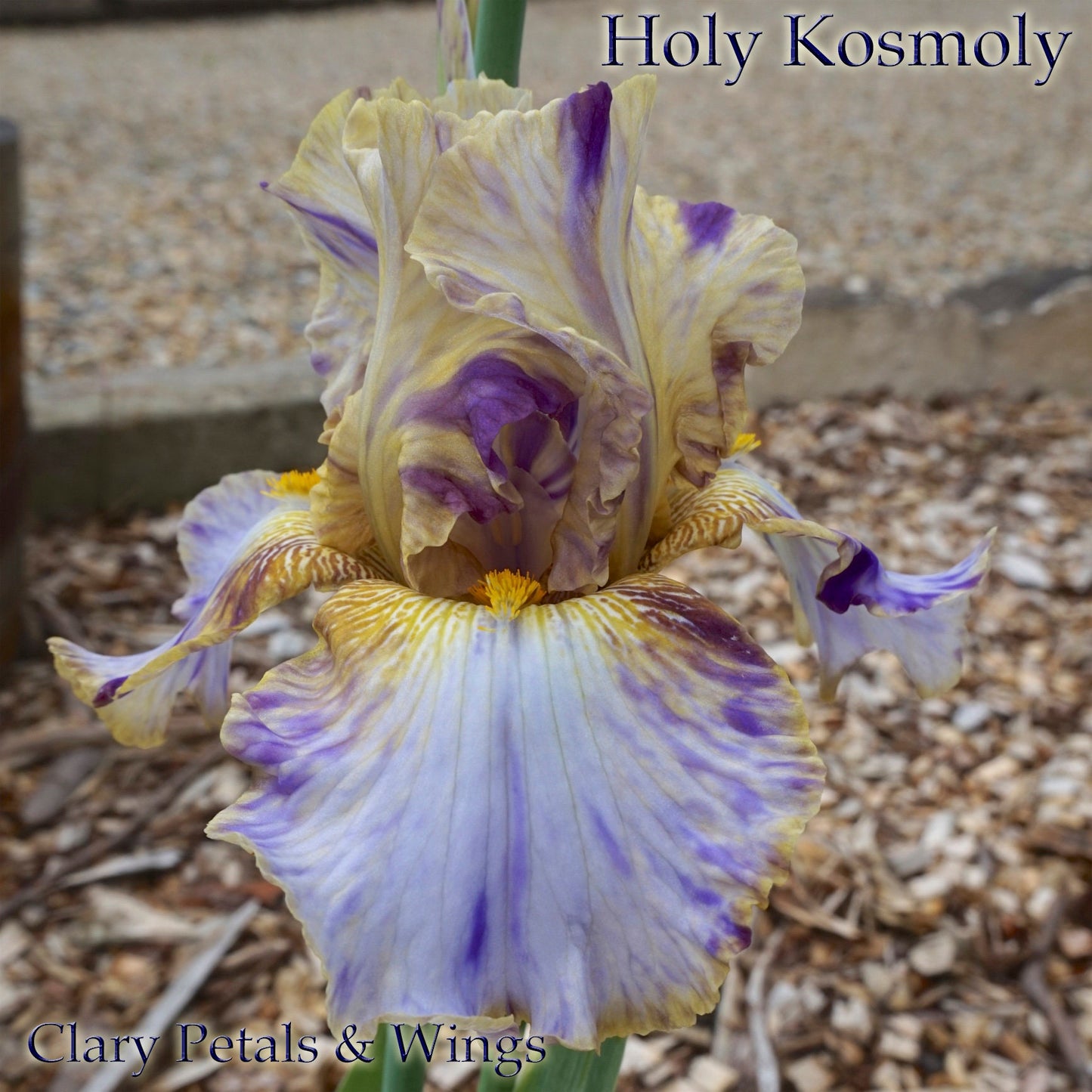 HOLY KOSMOLY 2001 TB