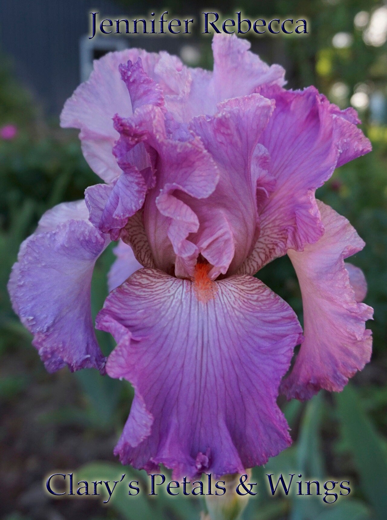 JENNIFER REBECCA-1985 TB- Reblooming