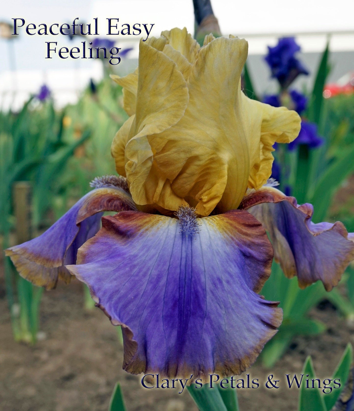 PEACEFUL EASY FEELING -2015 TB