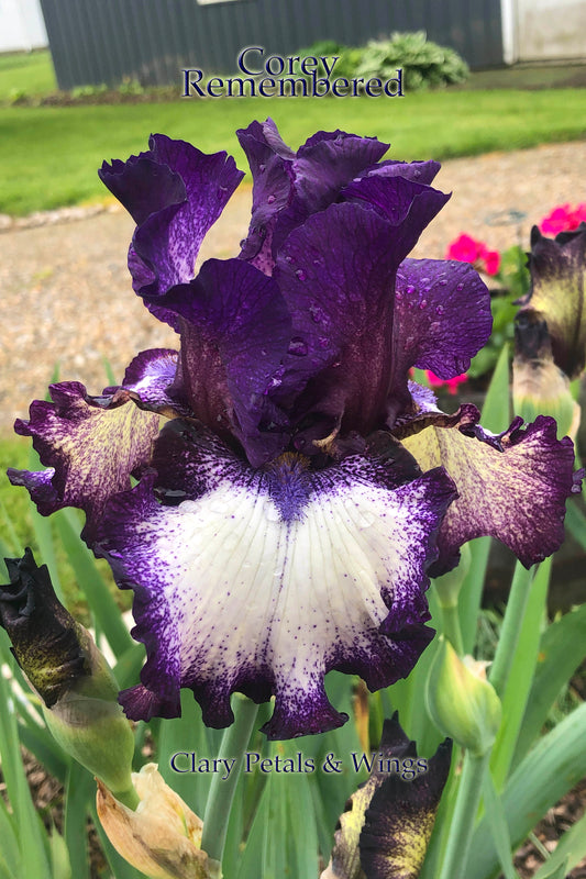 COREY REMEMBERED - 2013 - TB - Reblooming