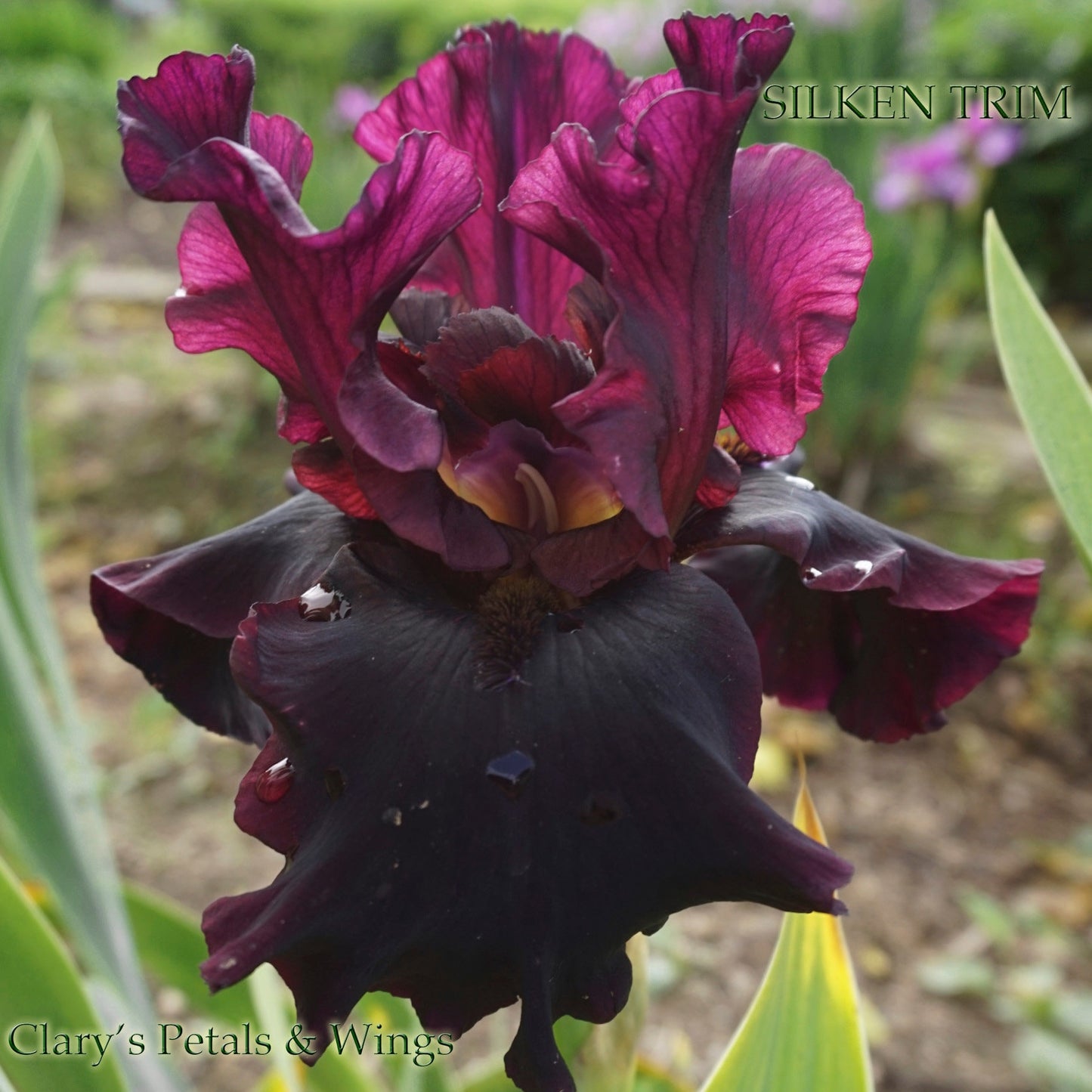 SILKEN TRIM - 2012 - TB