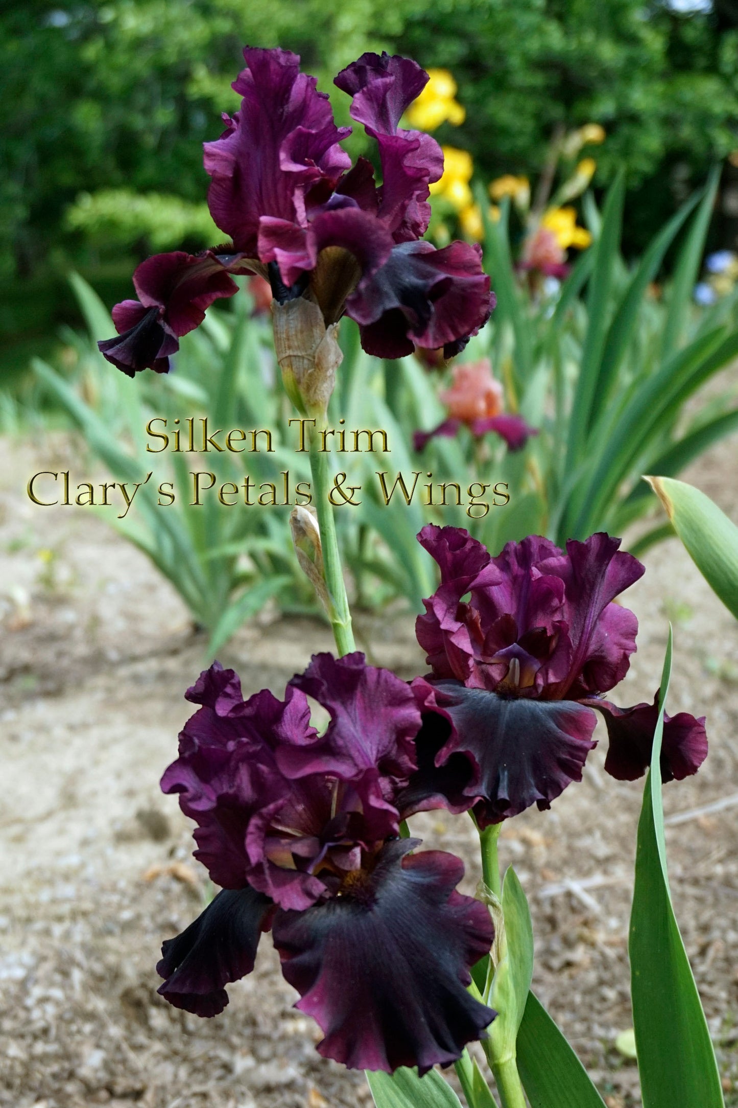 SILKEN TRIM - 2012 - TB