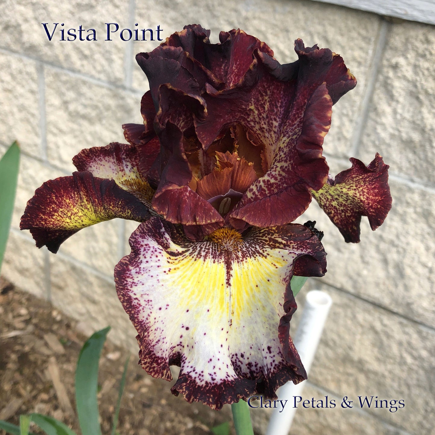 VISTA POINT - 2017 - TB