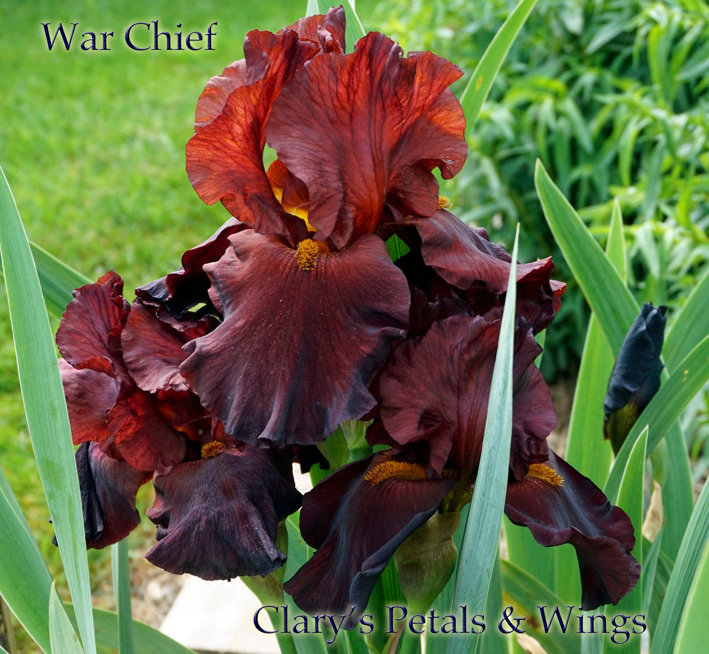 WAR CHIEF - 1992 - TB