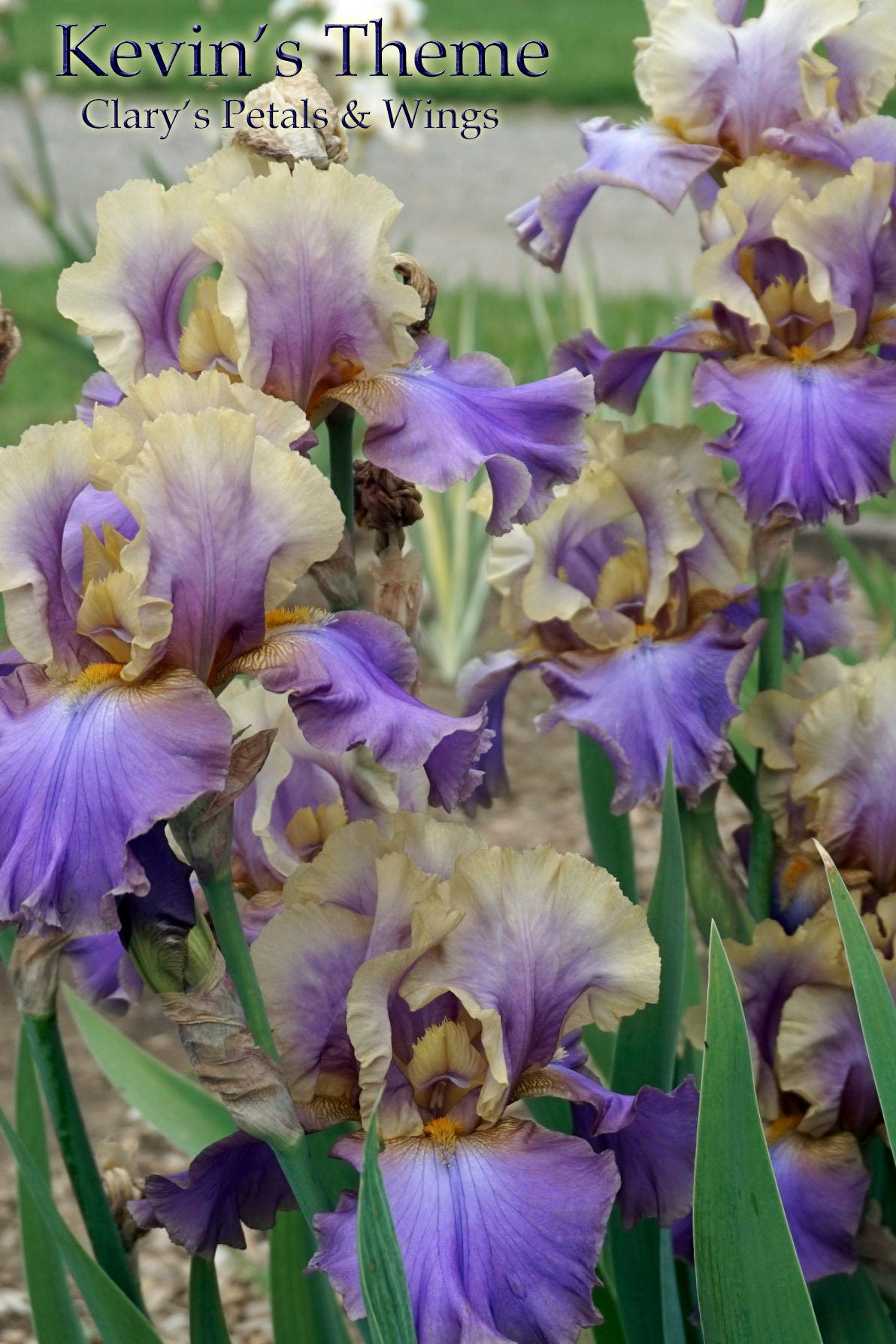 KEVIN'S THEME -1993 TB