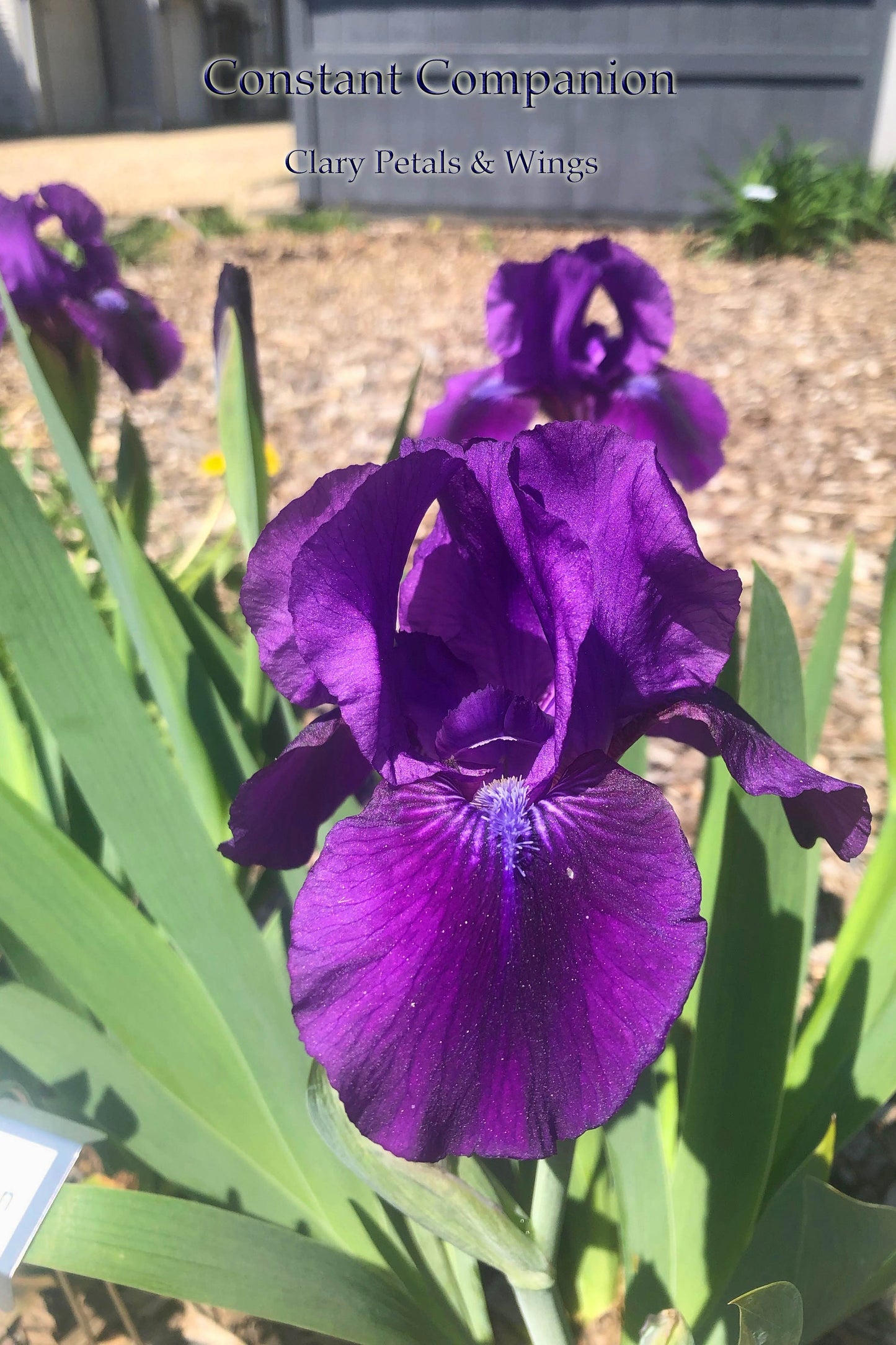 CONSTANT COMPANION - 1995 - IB - REBLOOMING