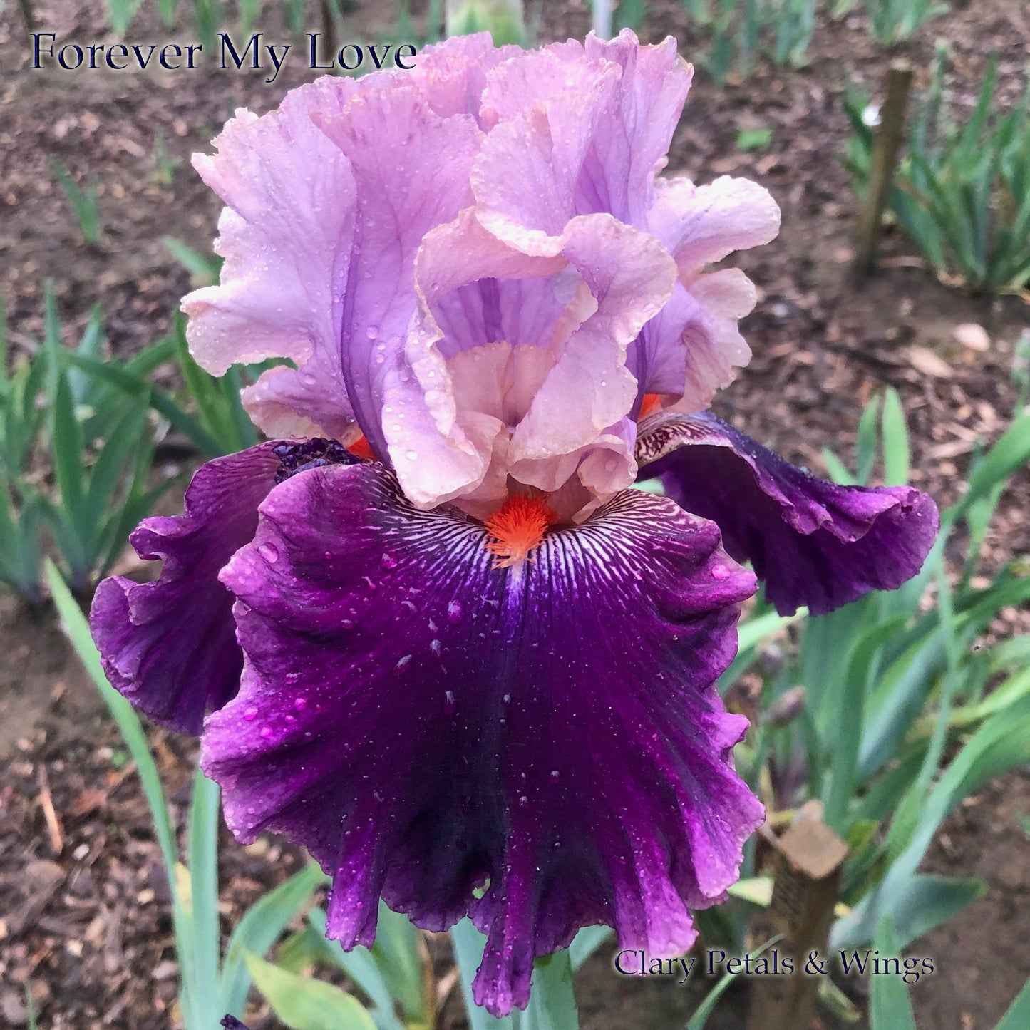 FOREVER MY LOVE - 2015 - TB