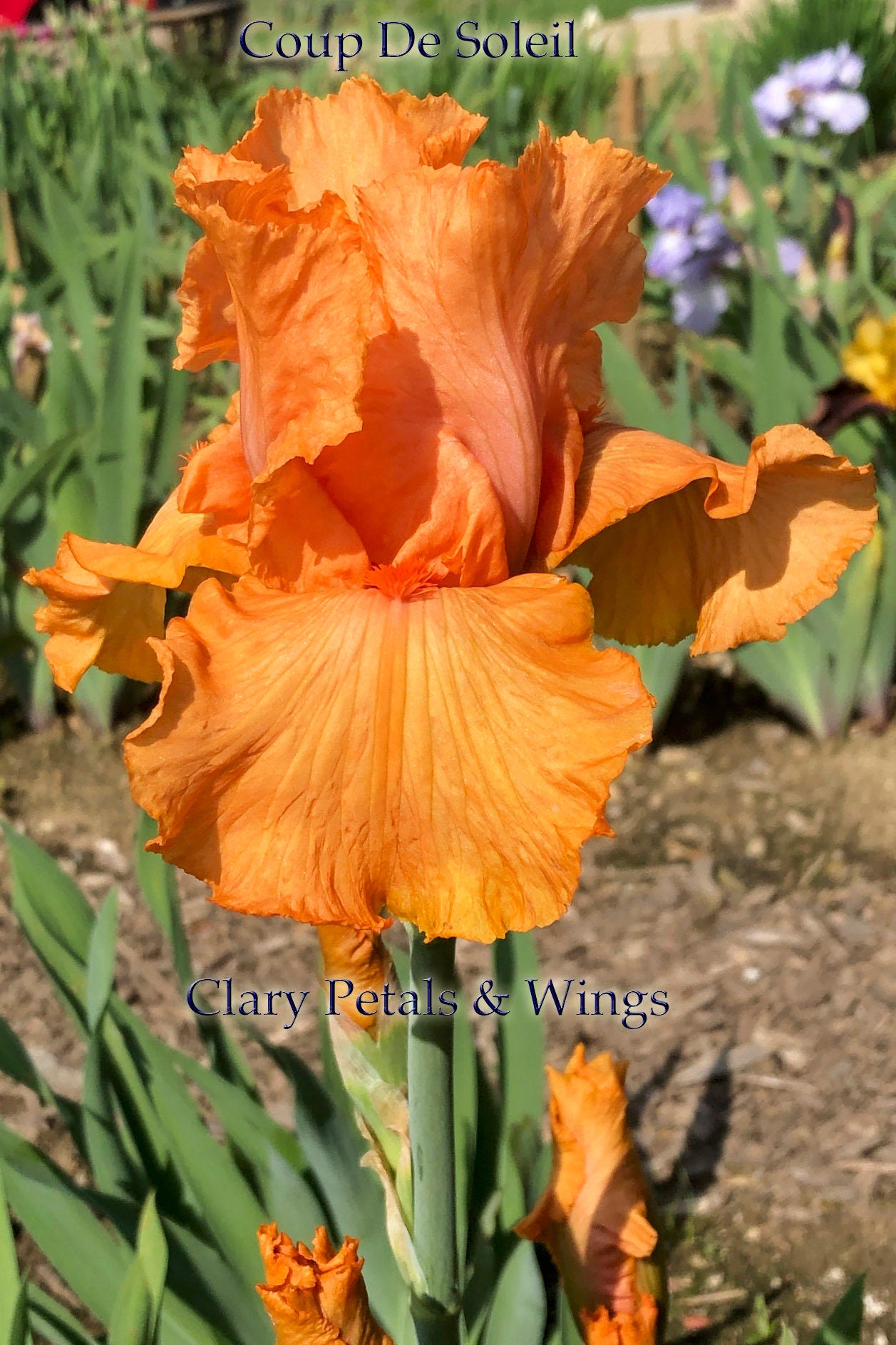 COUP DE SOLEIL - 2007 - TB - Fragrant