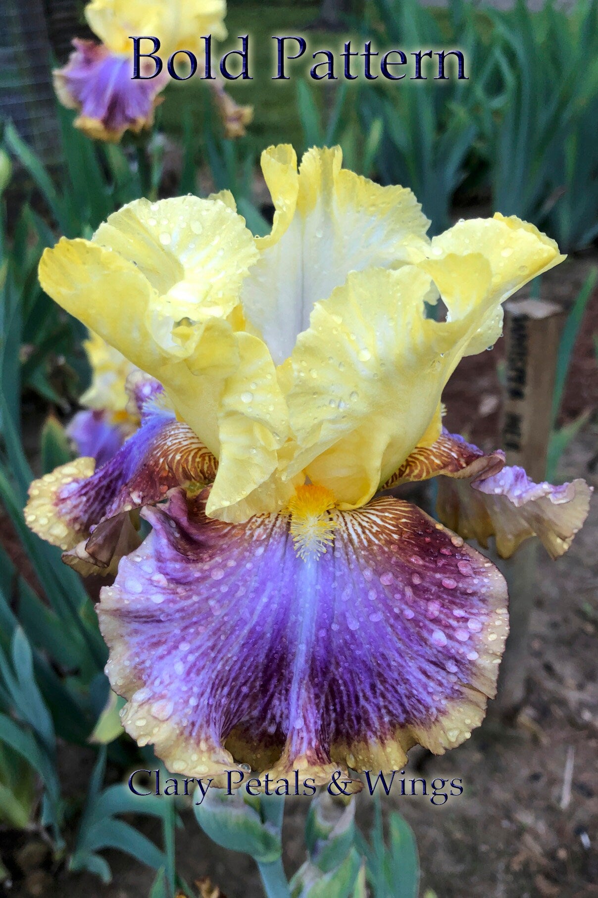 BOLD PATTERN - 2015 - TB - Fragrant