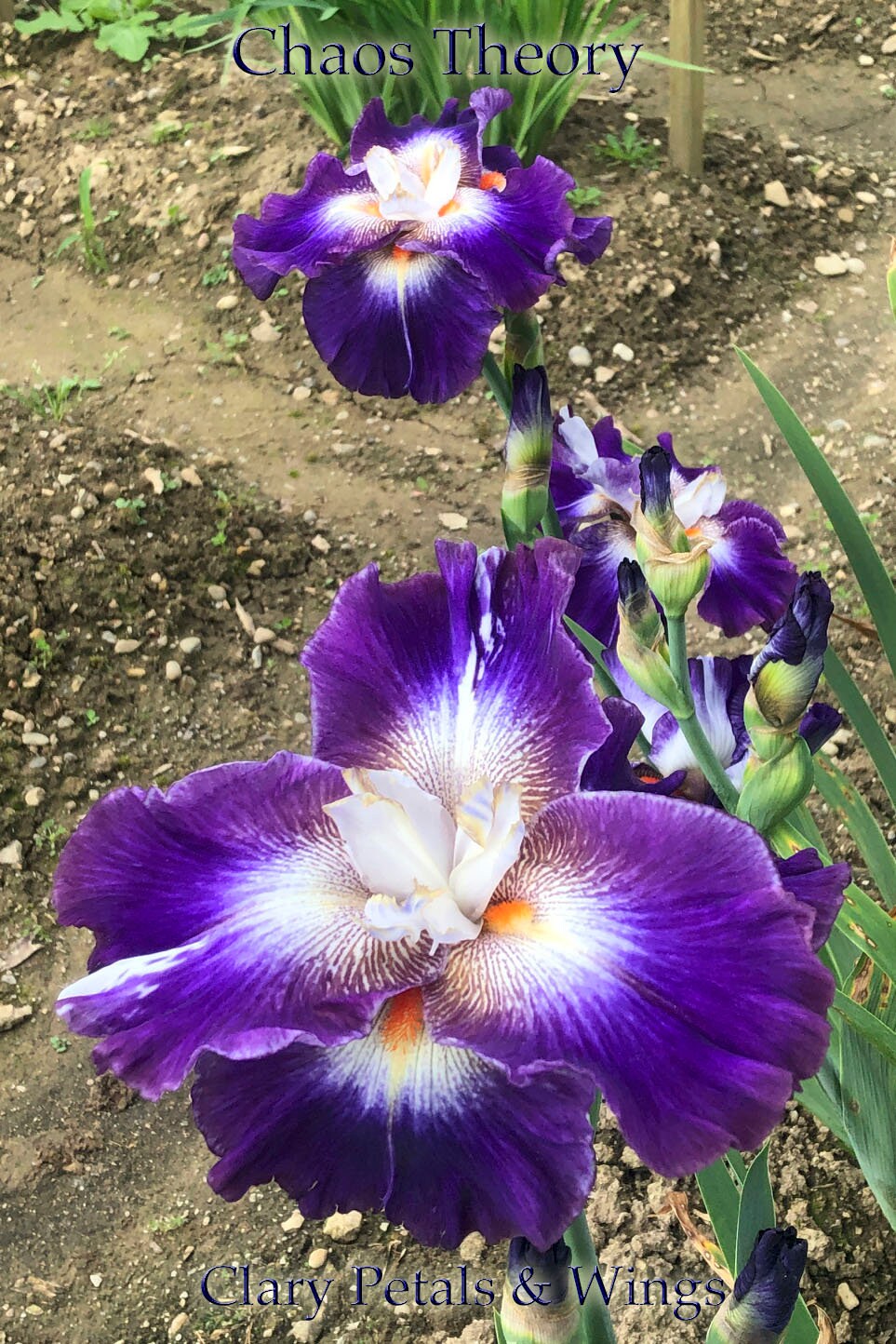 CHAOS THEORY - 2014 -TB - Flattie