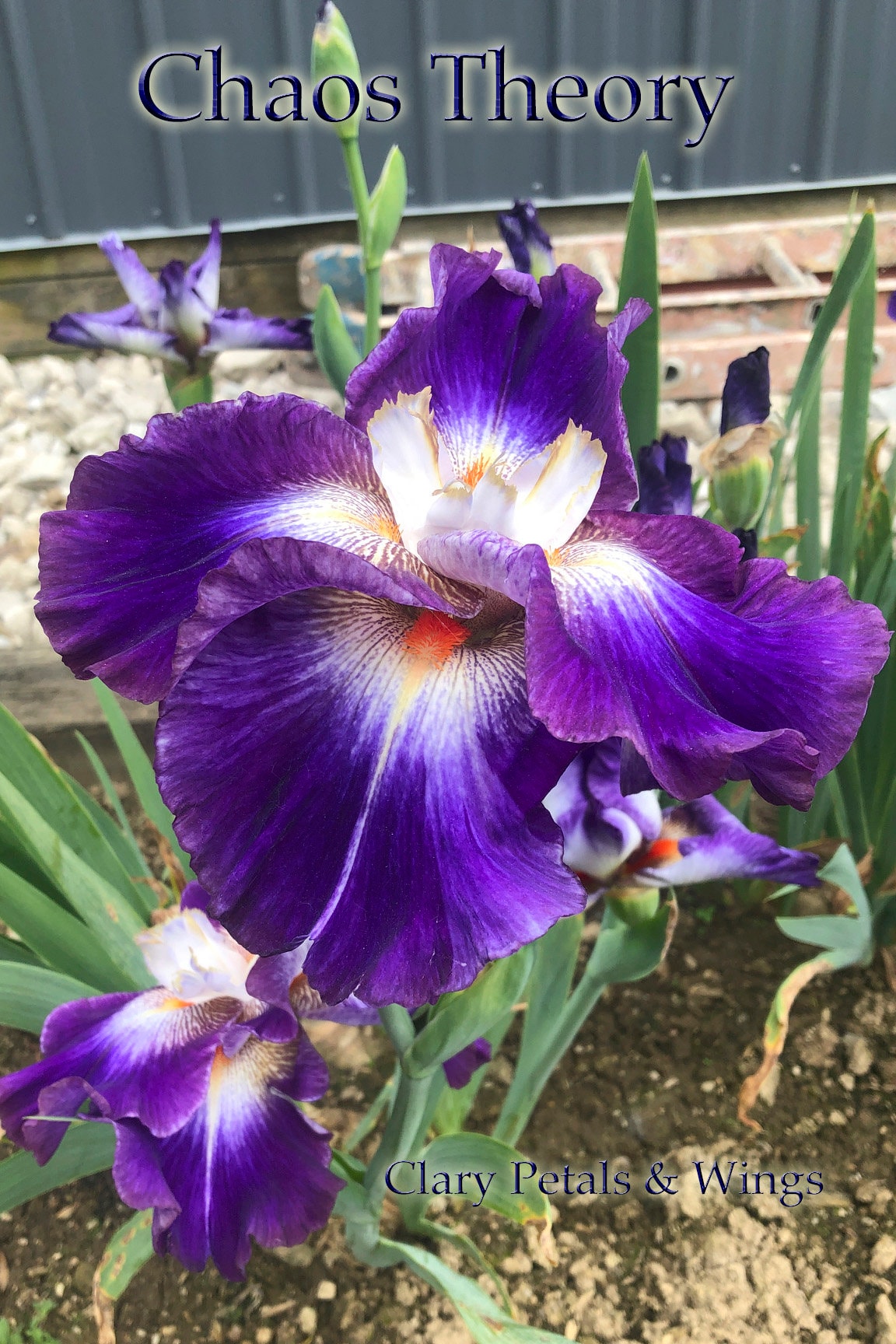 CHAOS THEORY - 2014 -TB - Flattie