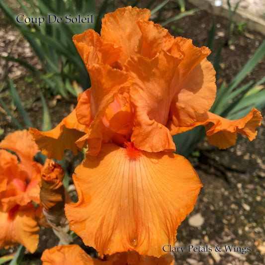 COUP DE SOLEIL - 2007 - TB - Fragrant