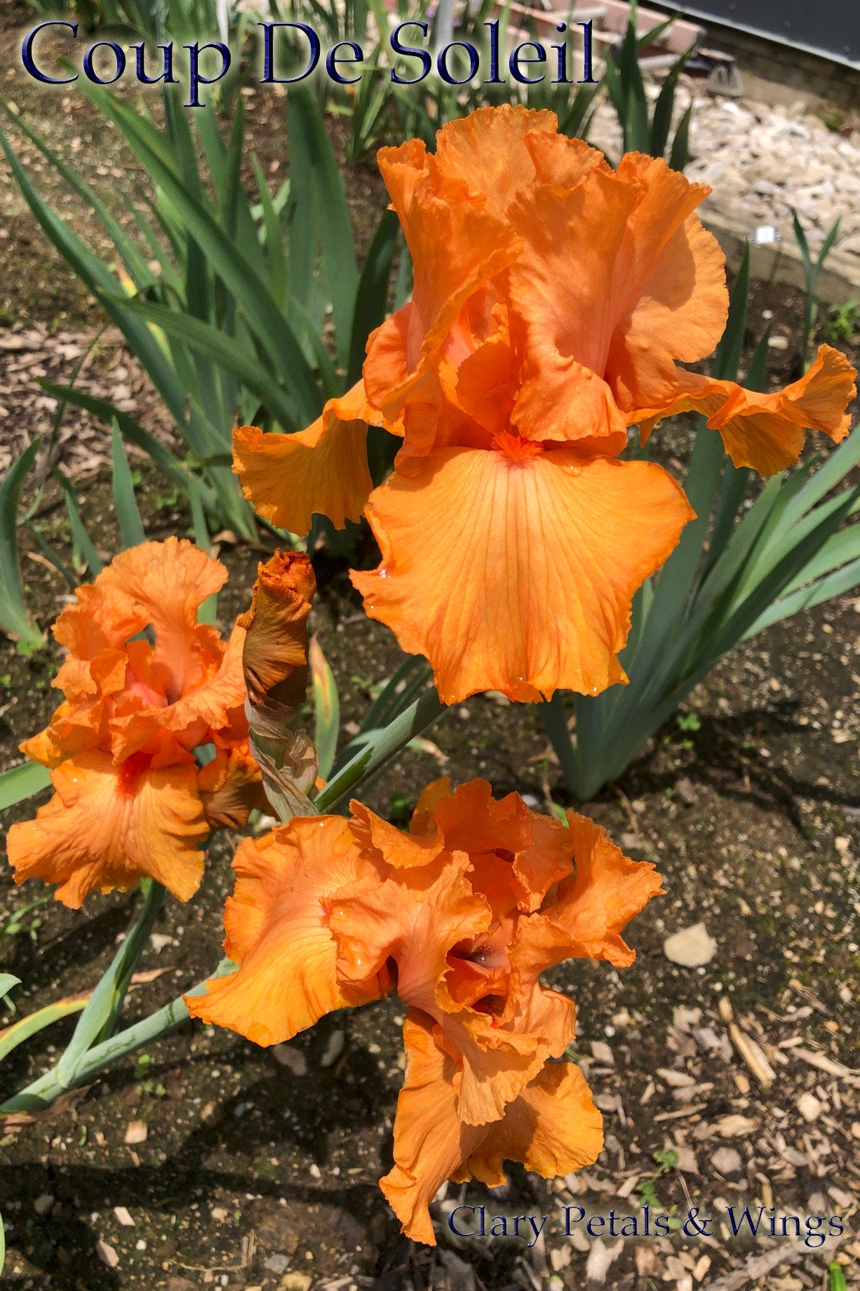 COUP DE SOLEIL - 2007 - TB - Fragrant