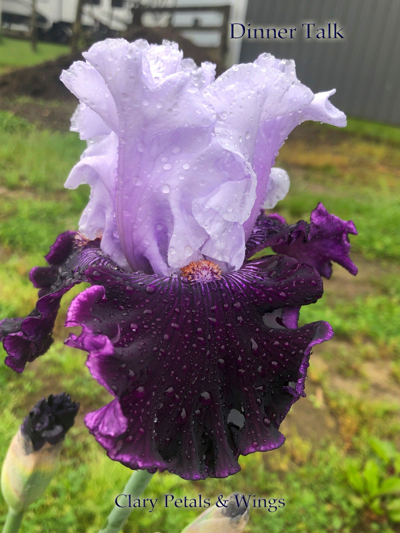 DINNER TALK - 2005 - TB