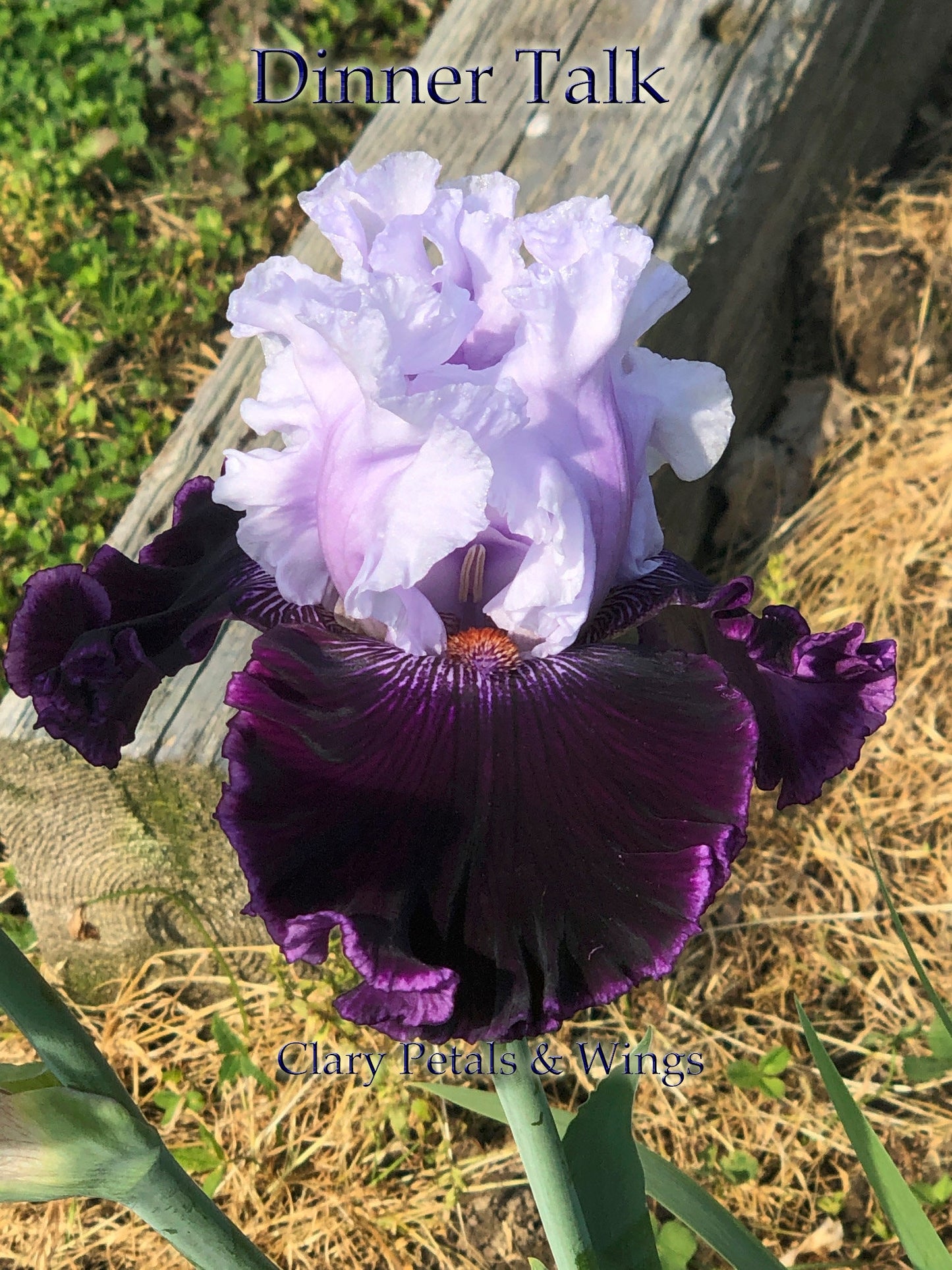 DINNER TALK - 2005 - TB