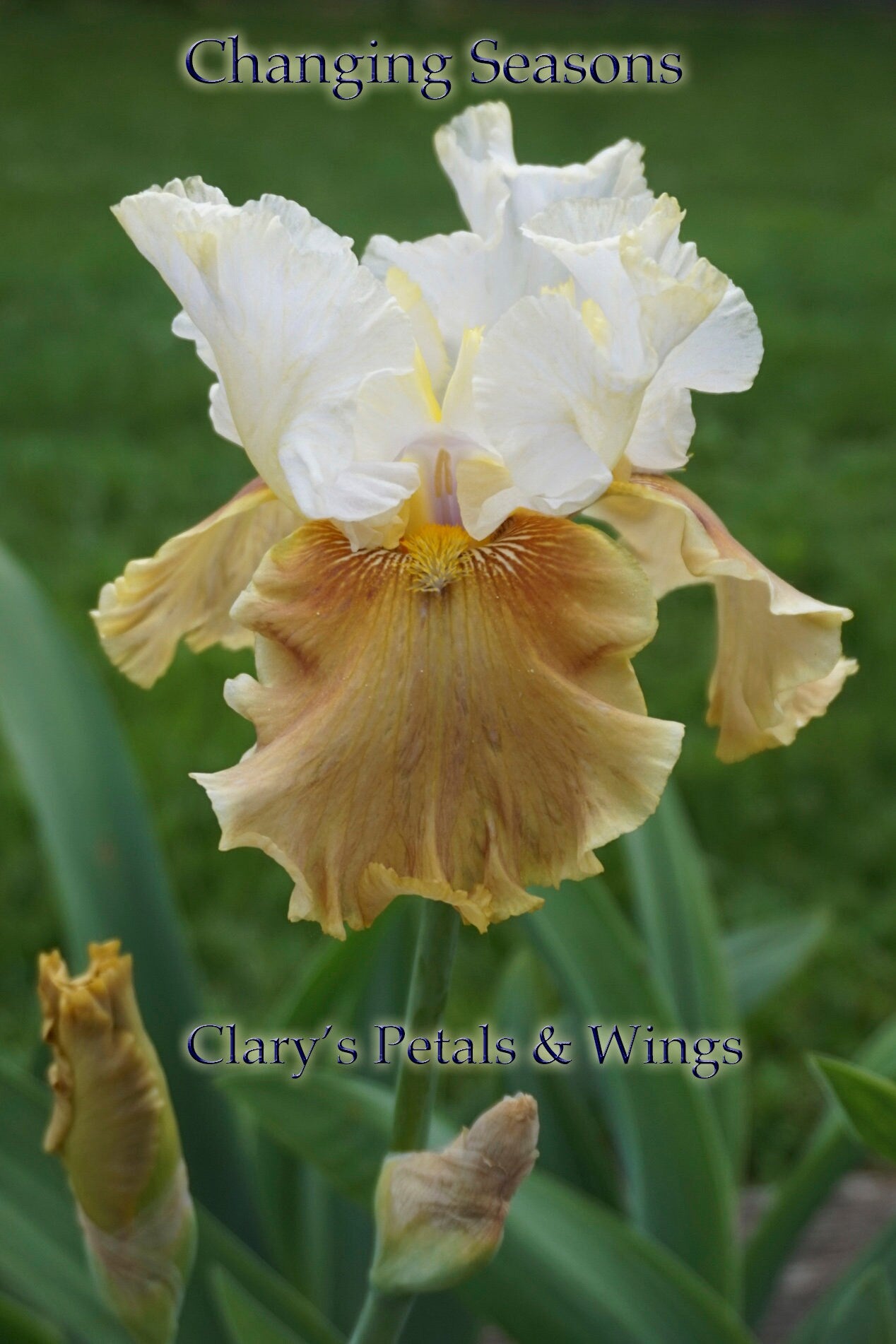 CHANGING SEASONS - 2004 - TB