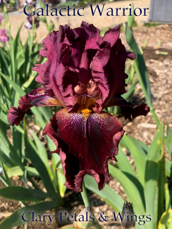 GALACTIC WARRIOR - 2000 - TB - Reblooming & Fragrant