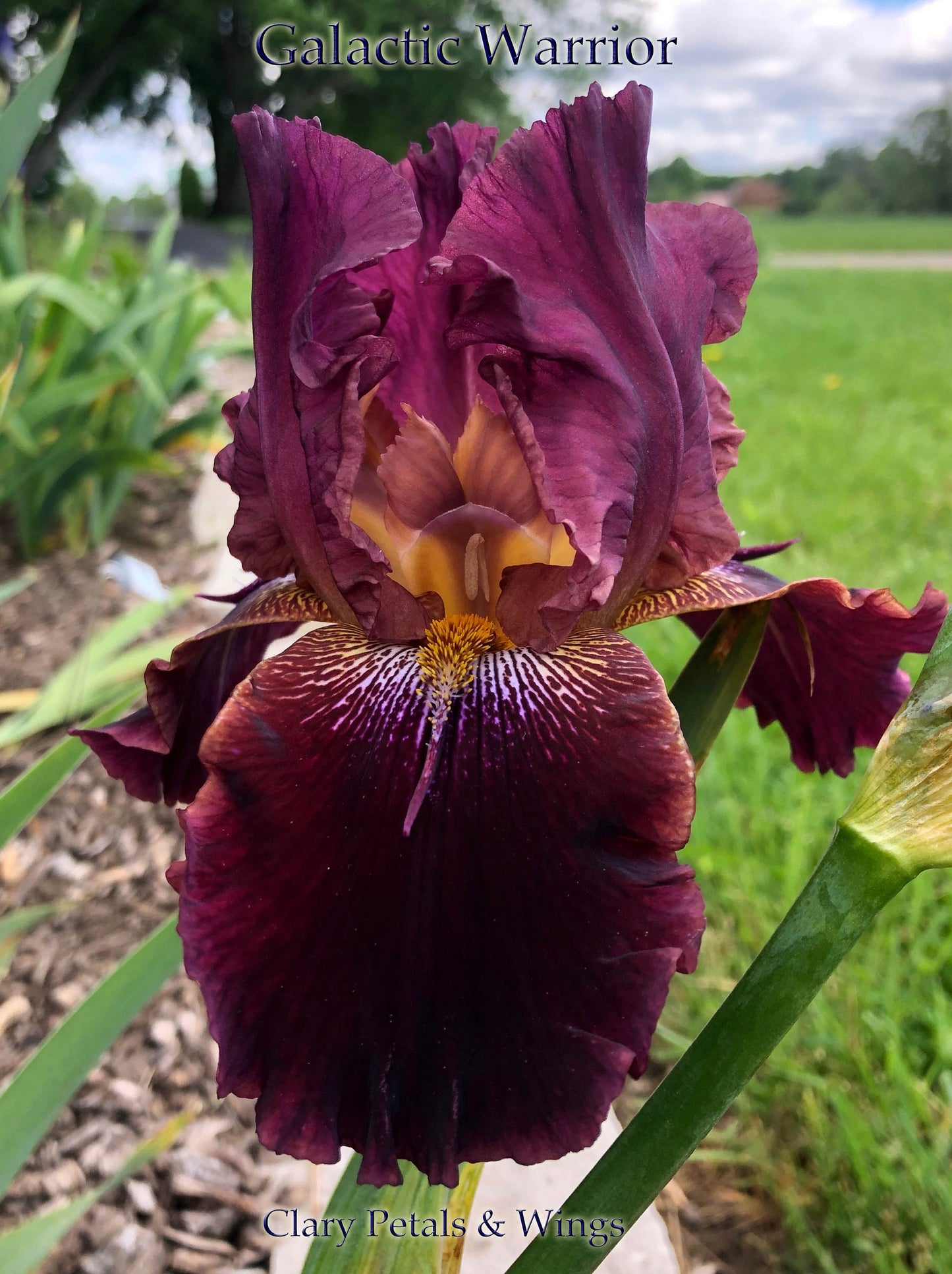 GALACTIC WARRIOR - 2000 - TB - Reblooming & Fragrant