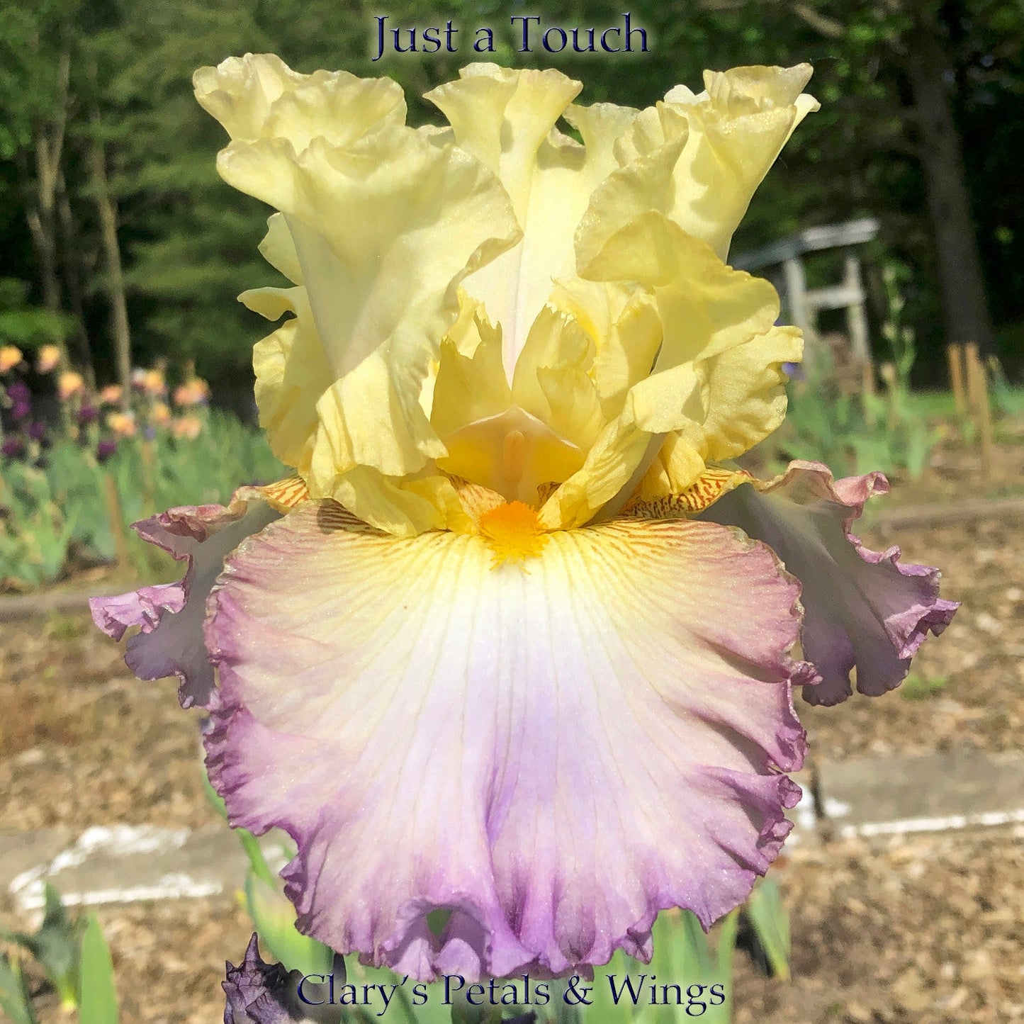 JUST A TOUCH - 2015 TB- Fragrant