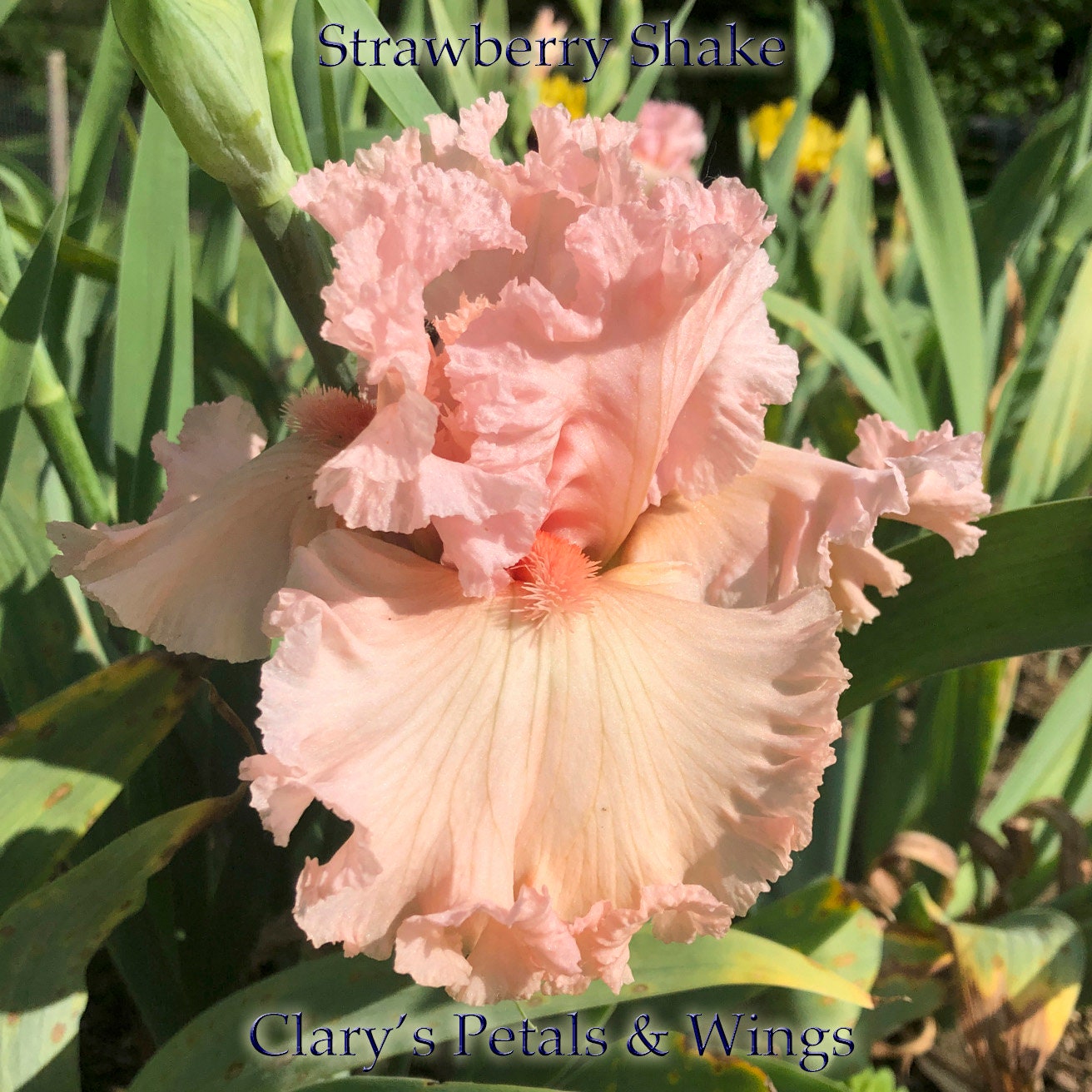 STRAWBERRY SHAKE - 2012 - TB