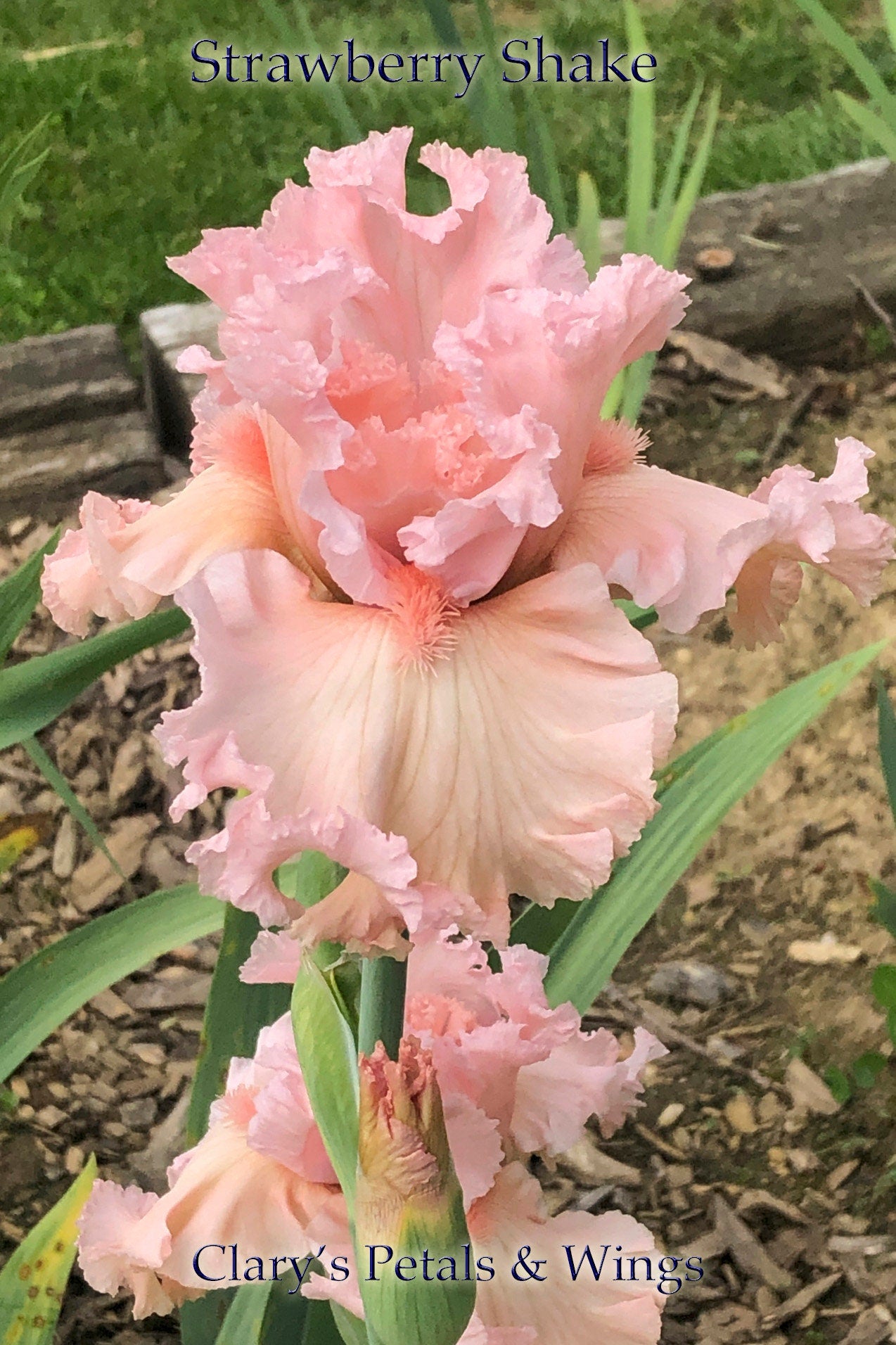 STRAWBERRY SHAKE - 2012 - TB