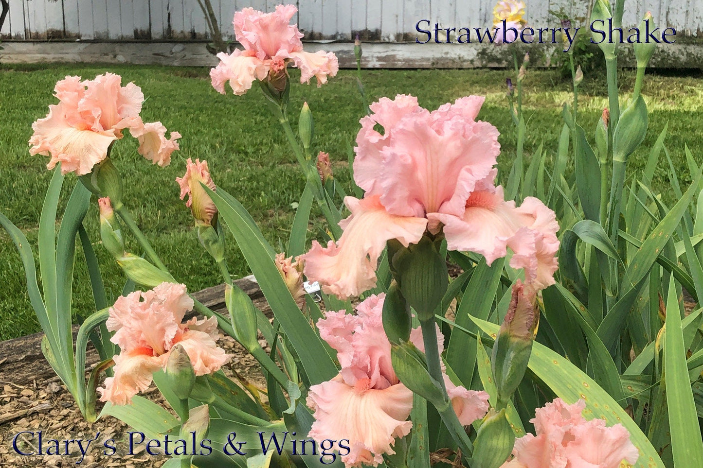 STRAWBERRY SHAKE - 2012 - TB