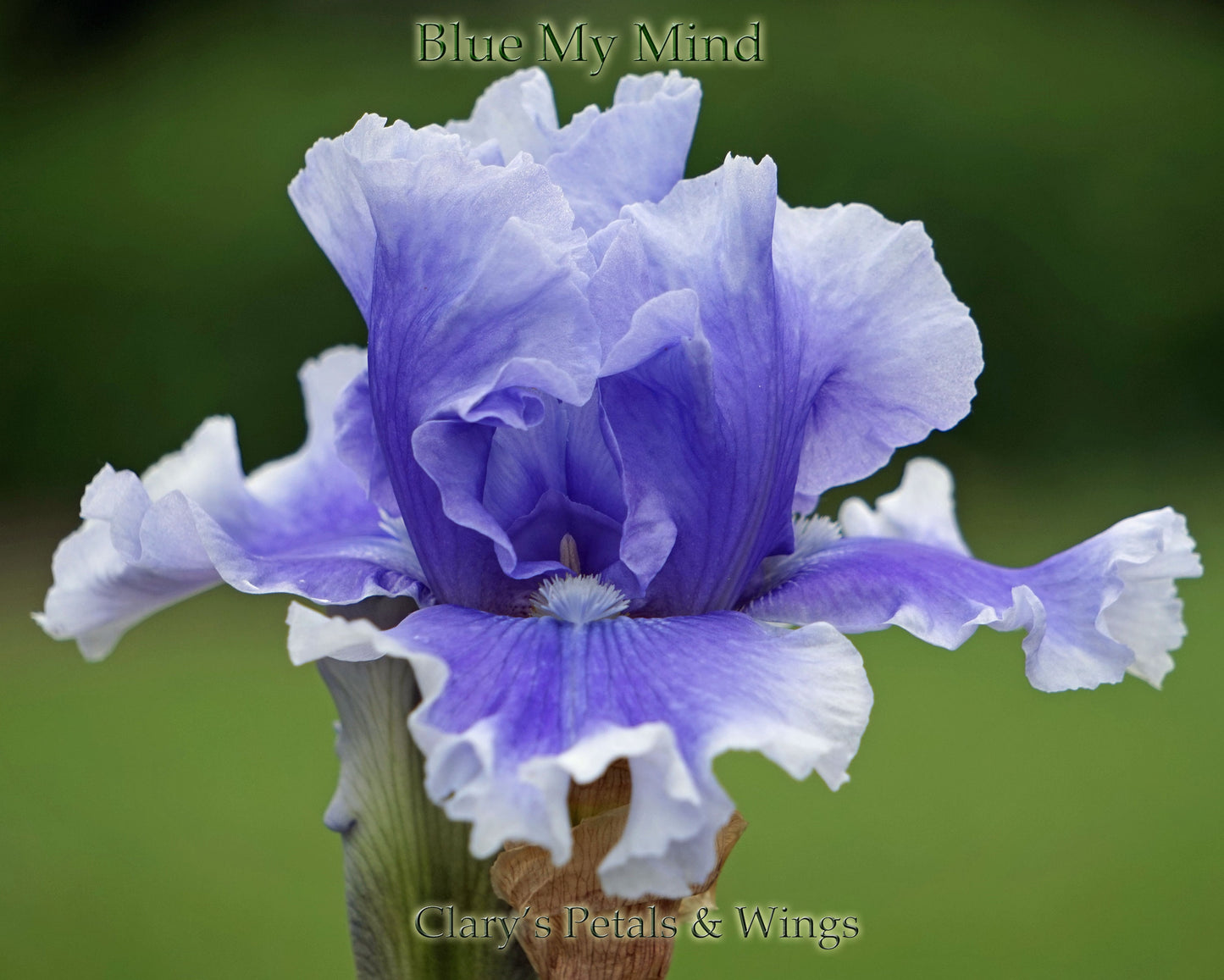 BLUE MY MIND - 2014 - TB