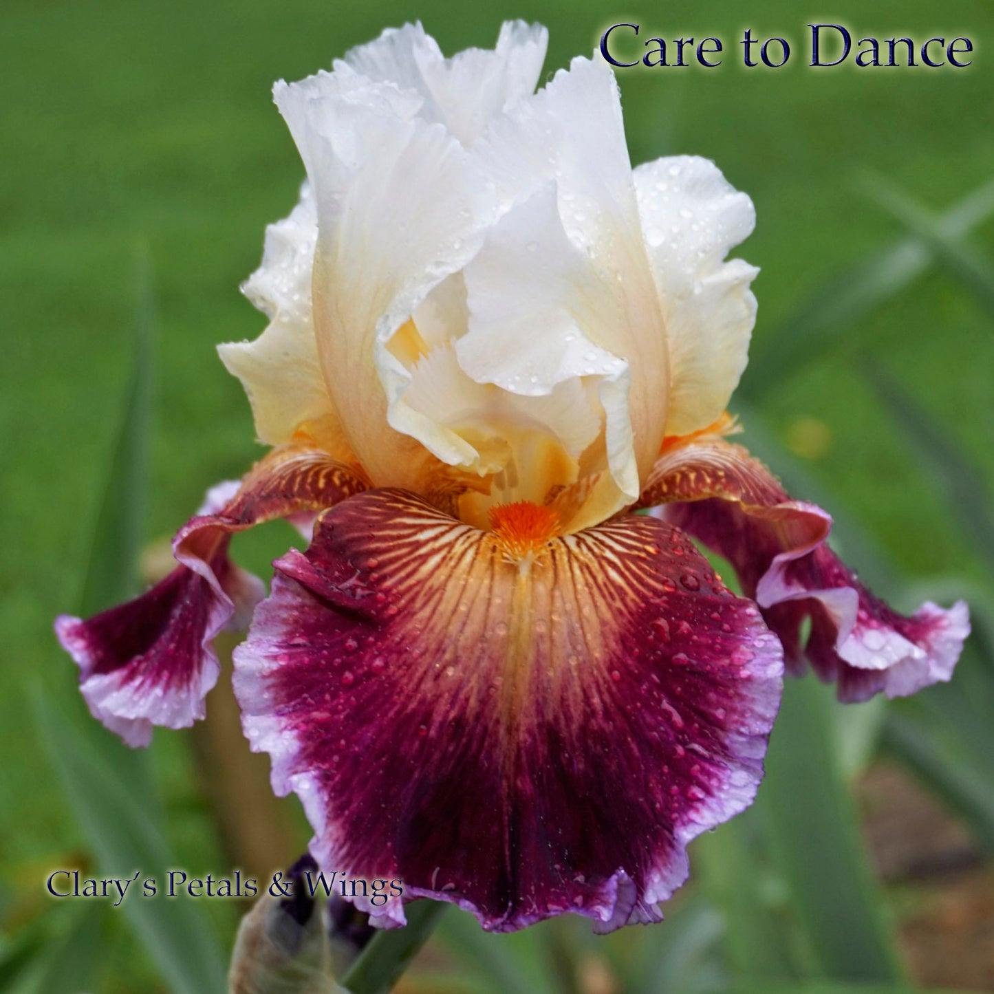 CARE TO DANCE - 2013 - TB