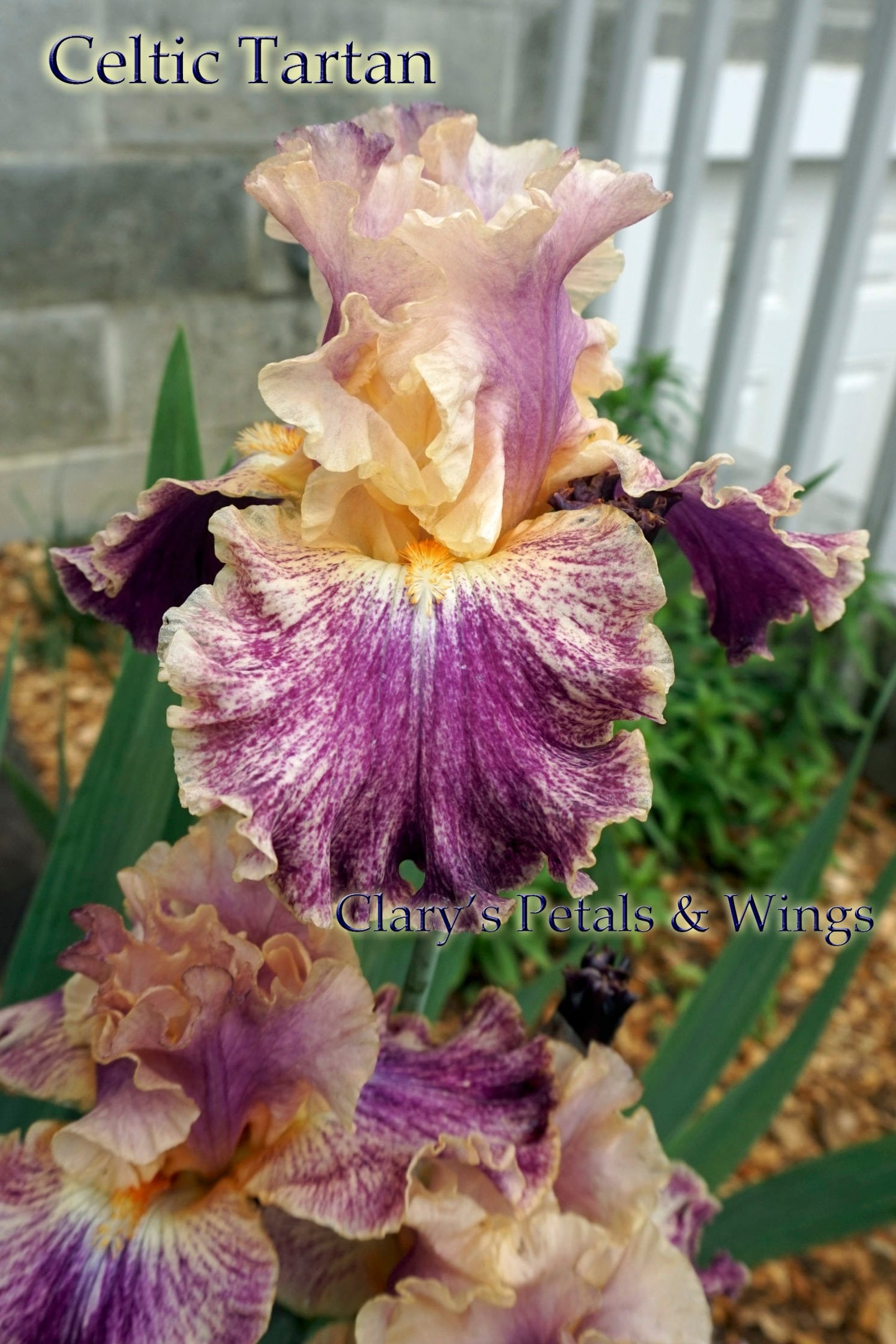 CELTIC TARTAN - 2015 - TB