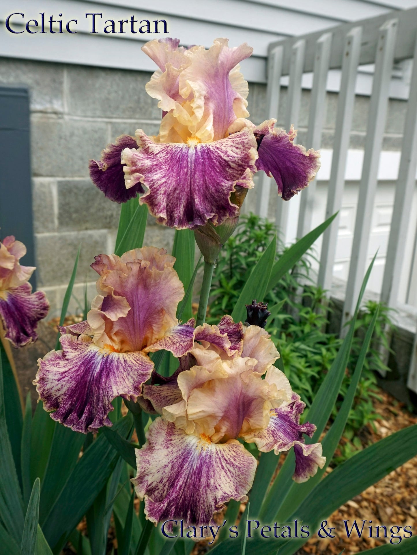 CELTIC TARTAN - 2015 - TB