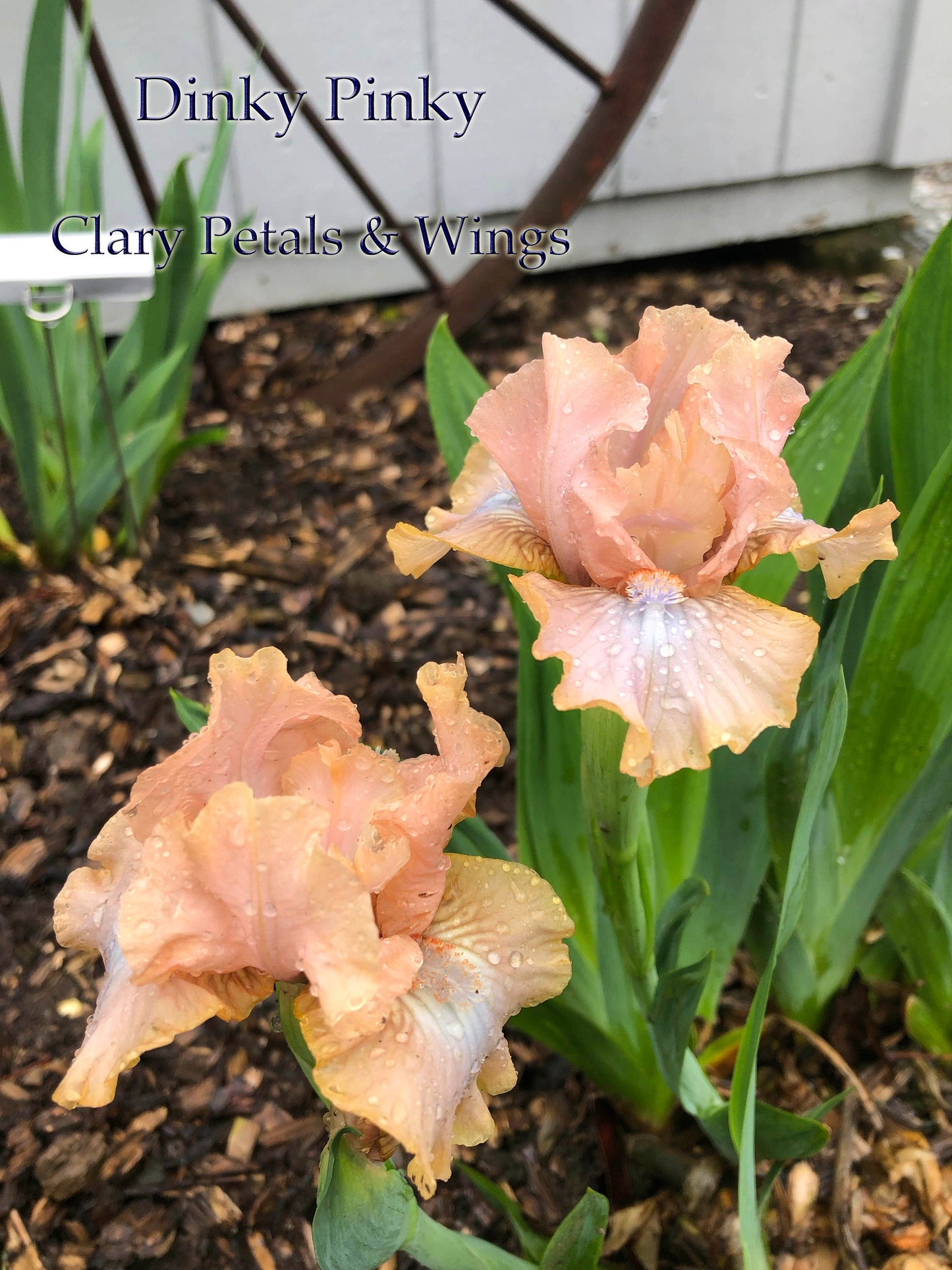 DINKY PINKY - 2016 - SDB - Reblooming