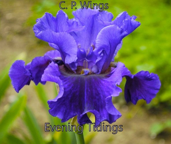 EVENING TIDINGS - 2009 - TB