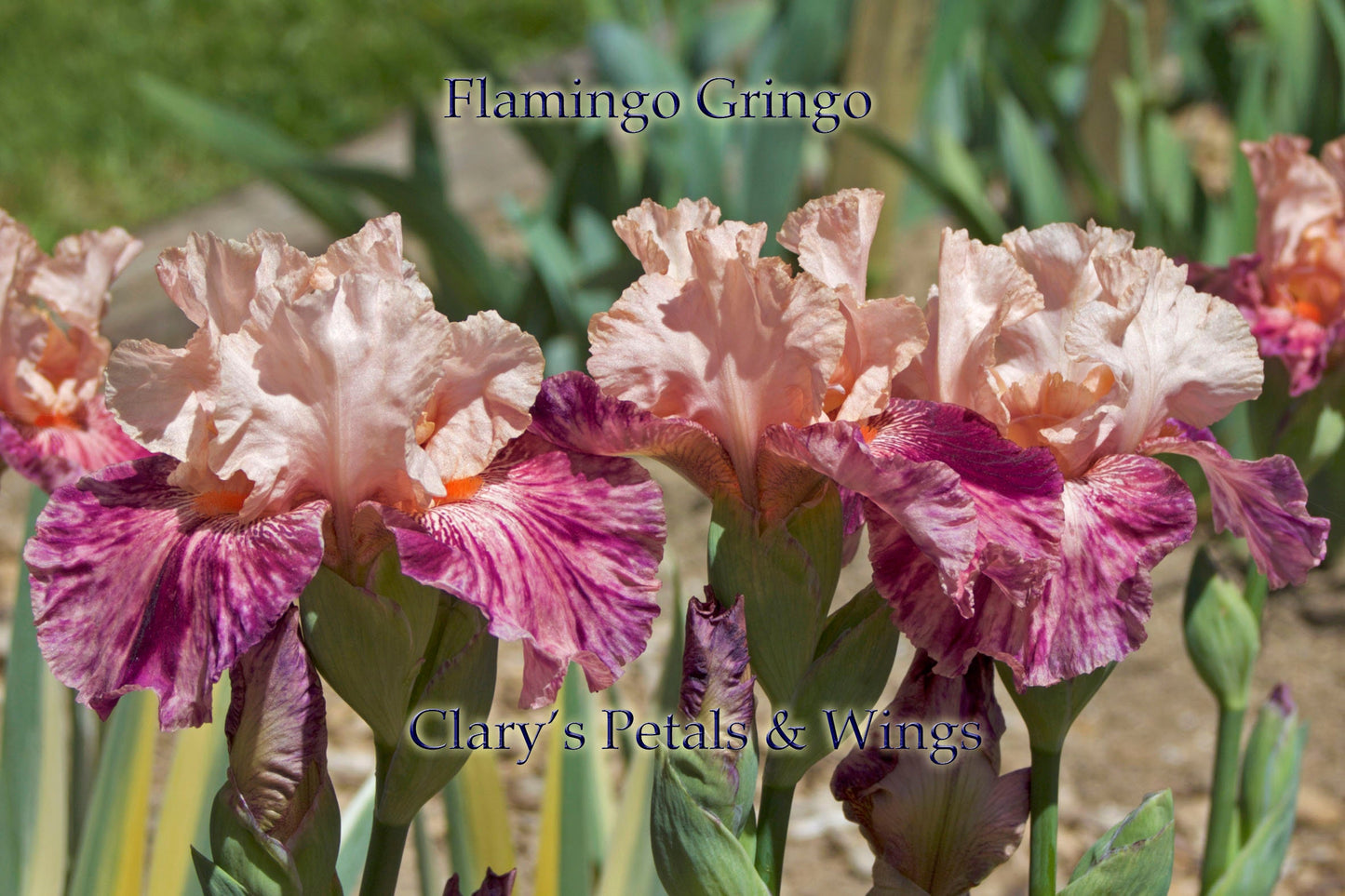 FLAMINGO GRINGO - 2008 - TB