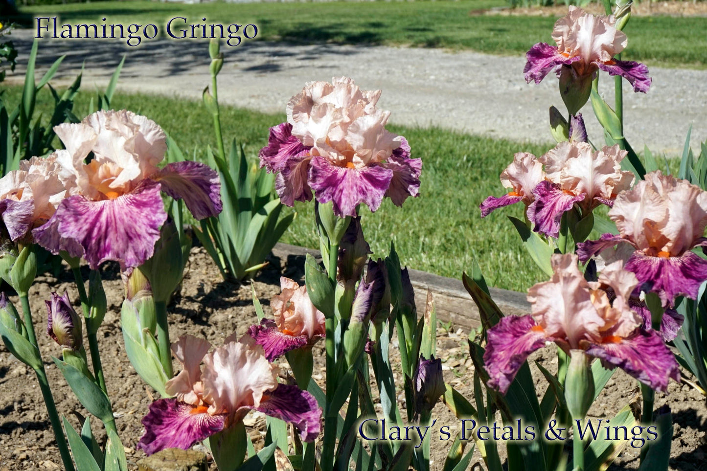 FLAMINGO GRINGO - 2008 - TB