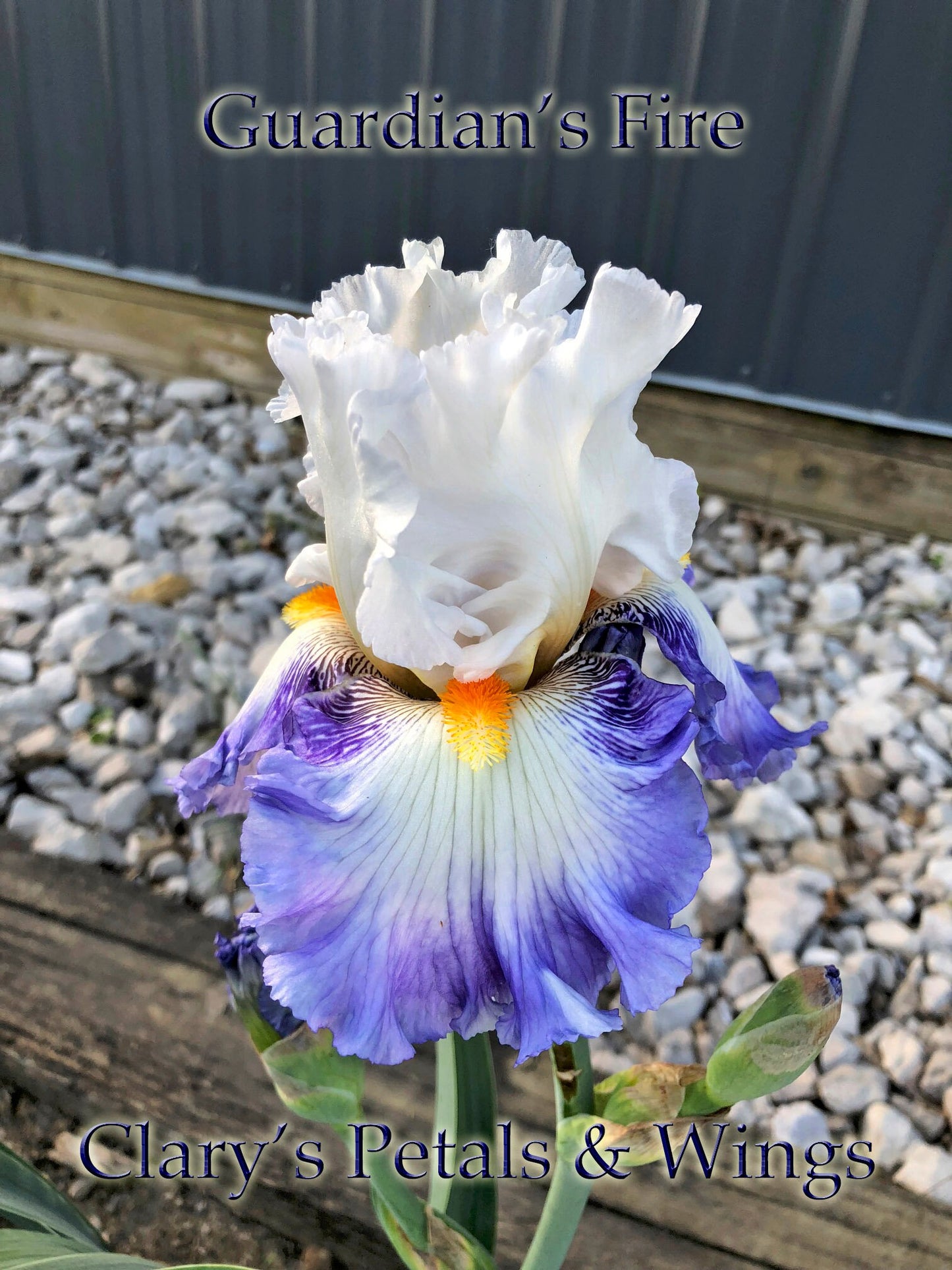 GUARDIAN'S FIRE-2016-Fragrant