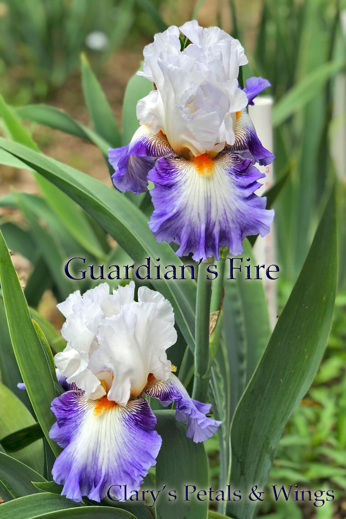 GUARDIAN'S FIRE-2016-Fragrant