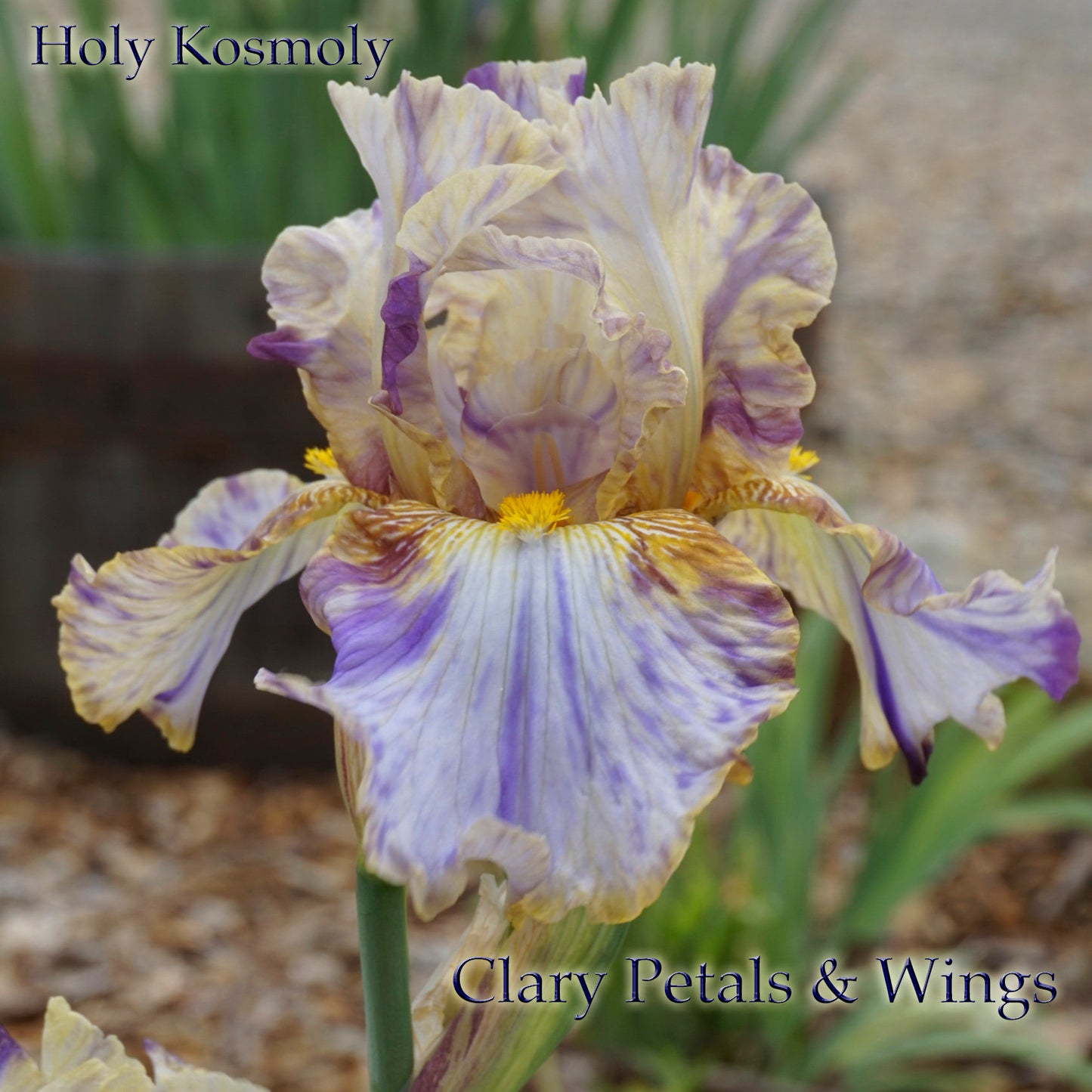 HOLY KOSMOLY 2001 TB