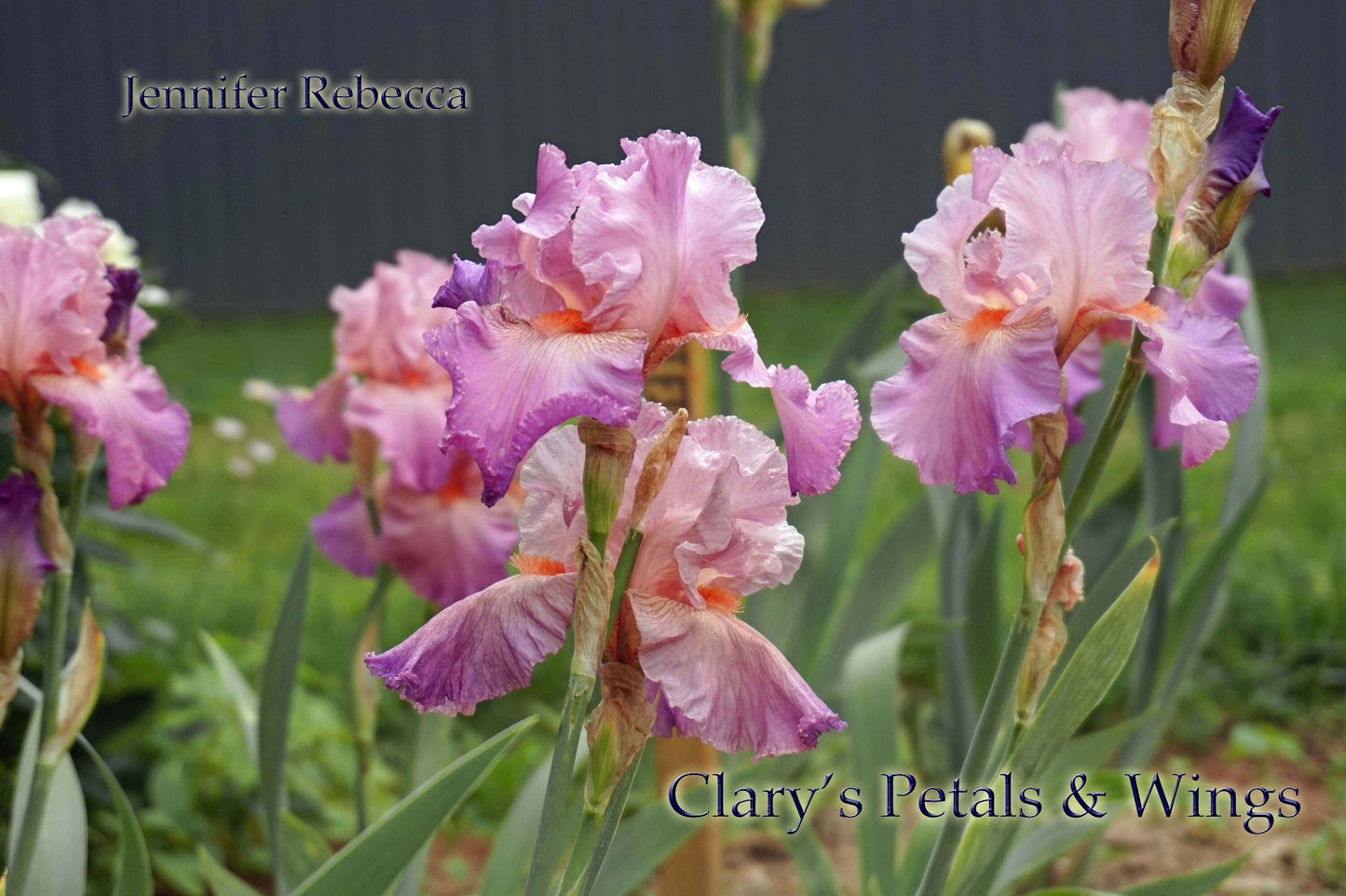 JENNIFER REBECCA-1985 TB- Reblooming