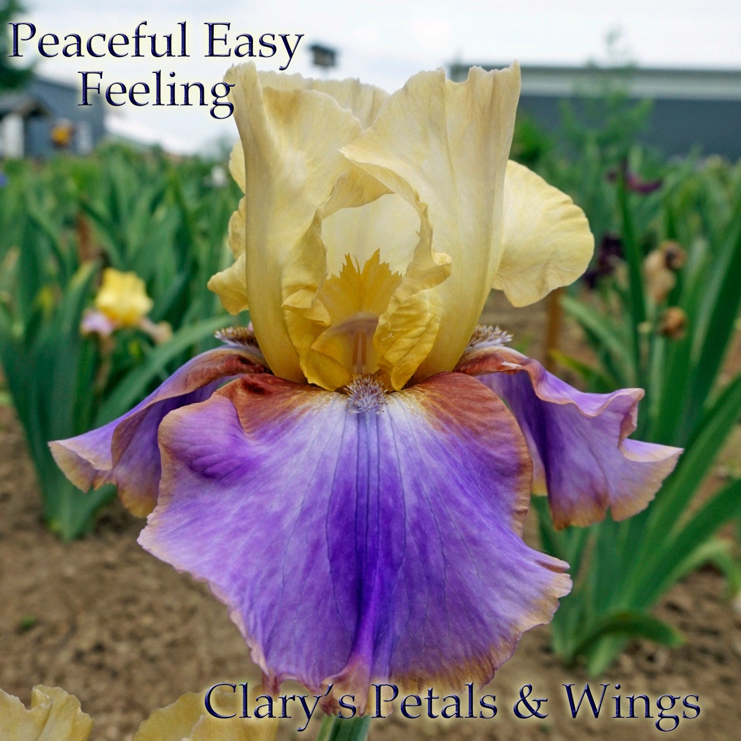 PEACEFUL EASY FEELING -2015 TB