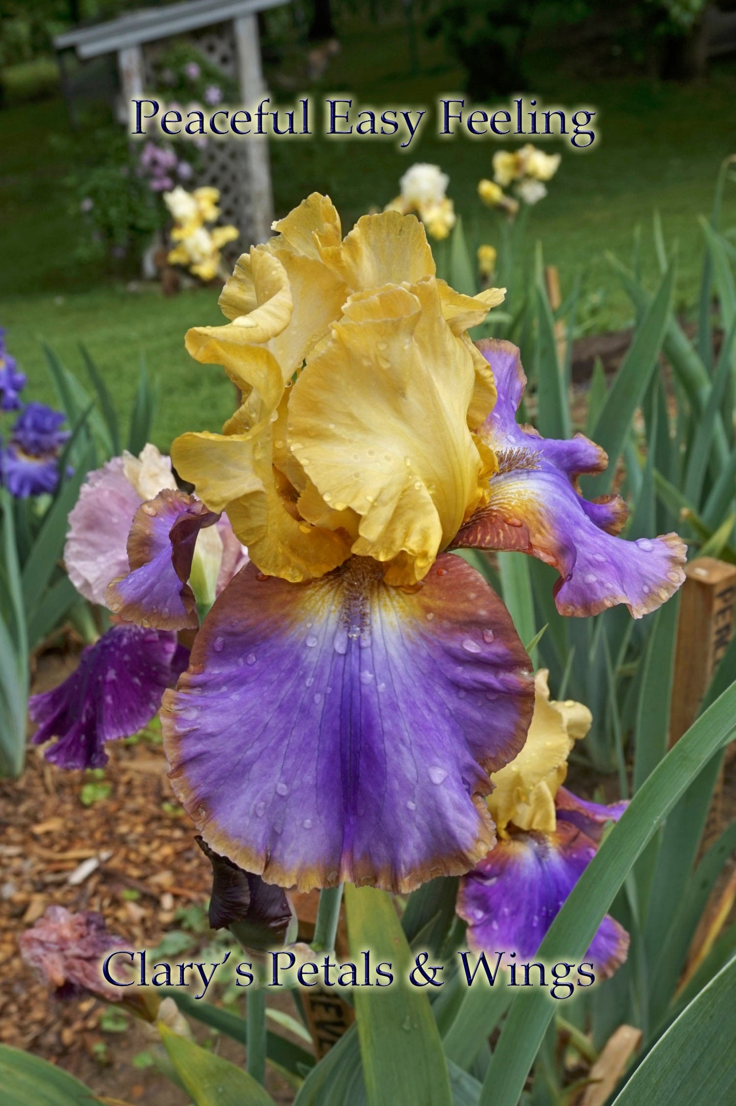 PEACEFUL EASY FEELING -2015 TB