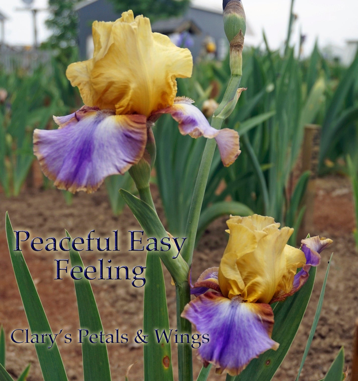 PEACEFUL EASY FEELING -2015 TB