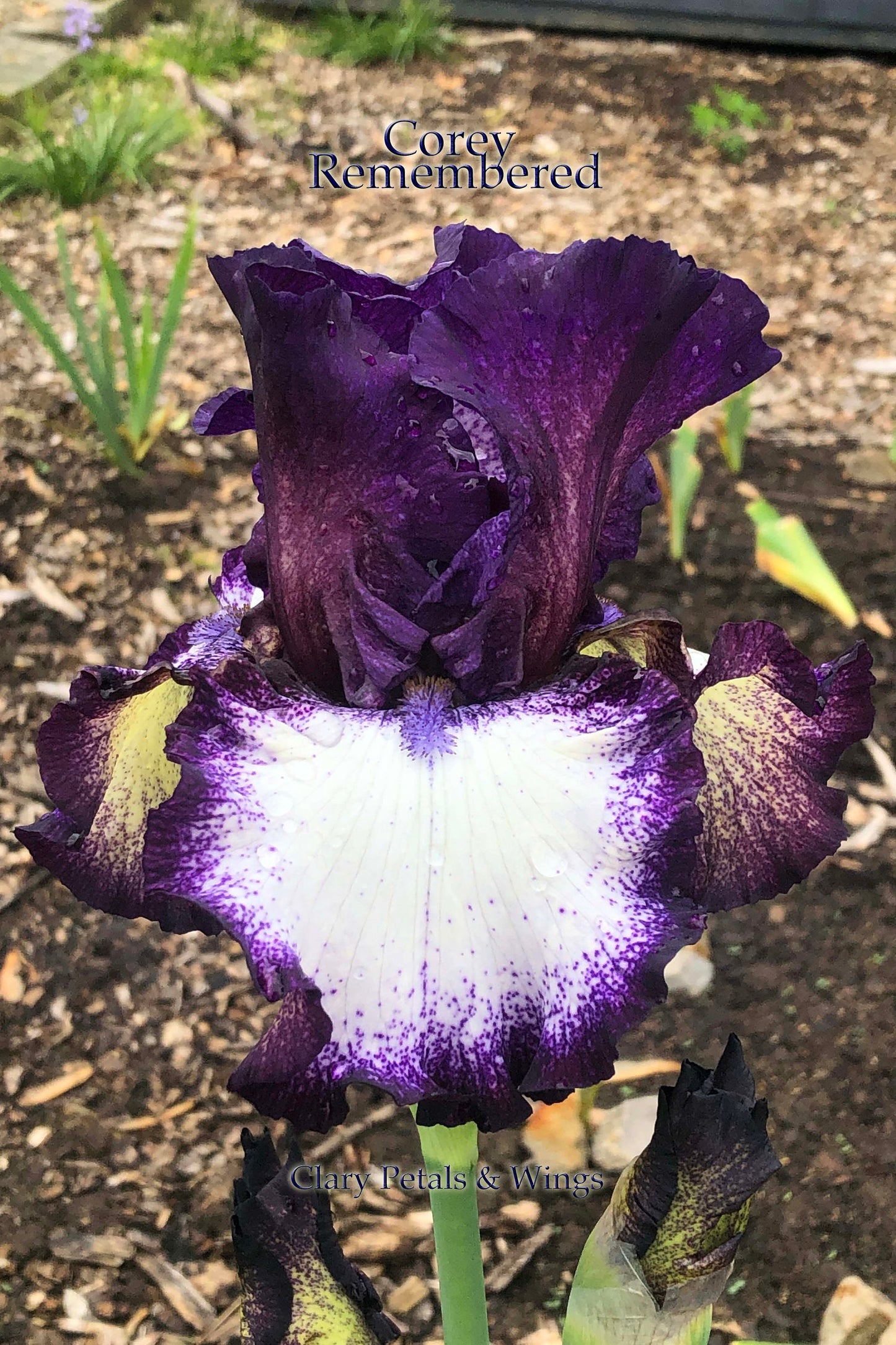 COREY REMEMBERED - 2013 - TB - Reblooming